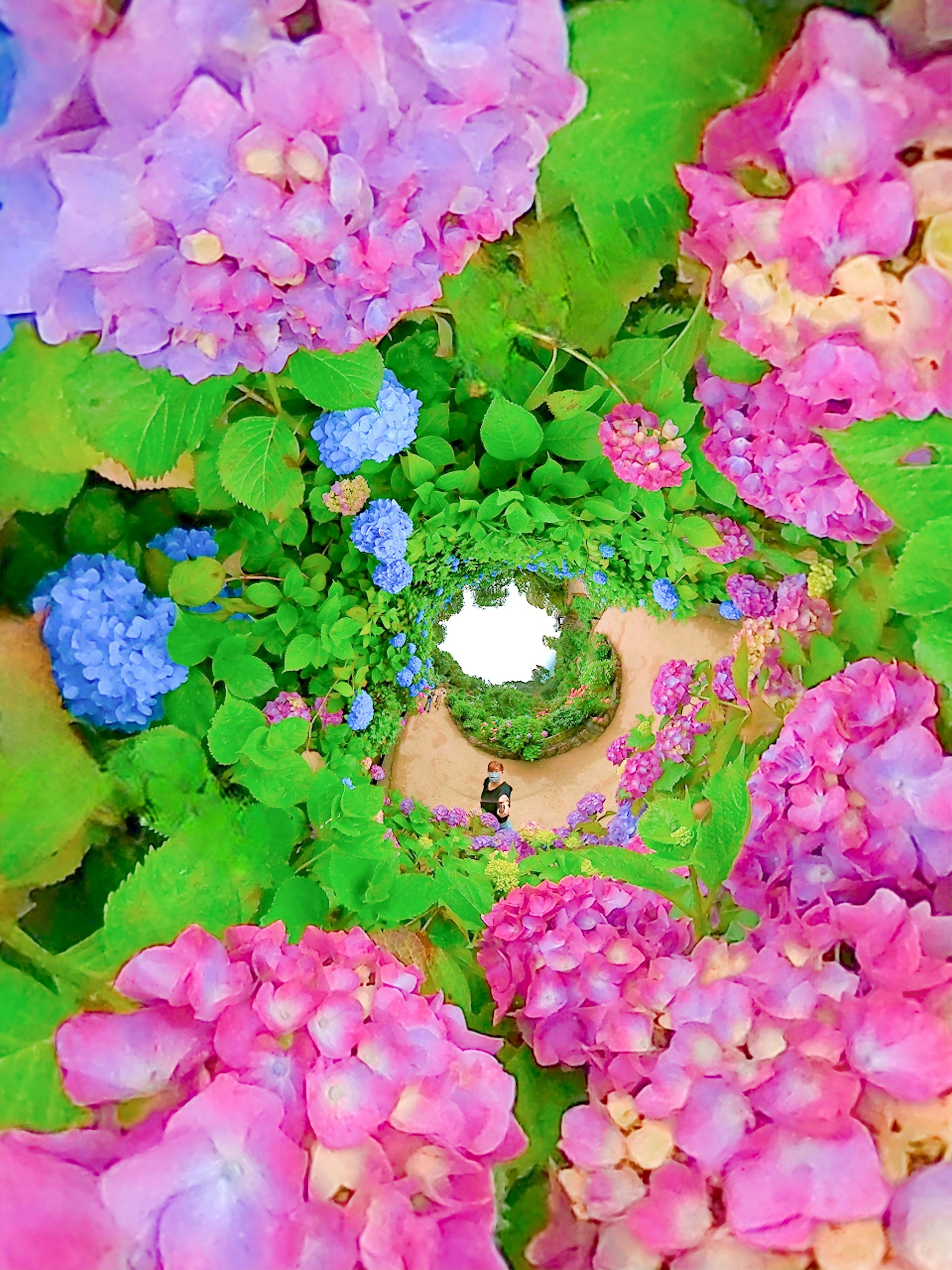 A beautiful circular garden filled with colorful hydrangea flowers