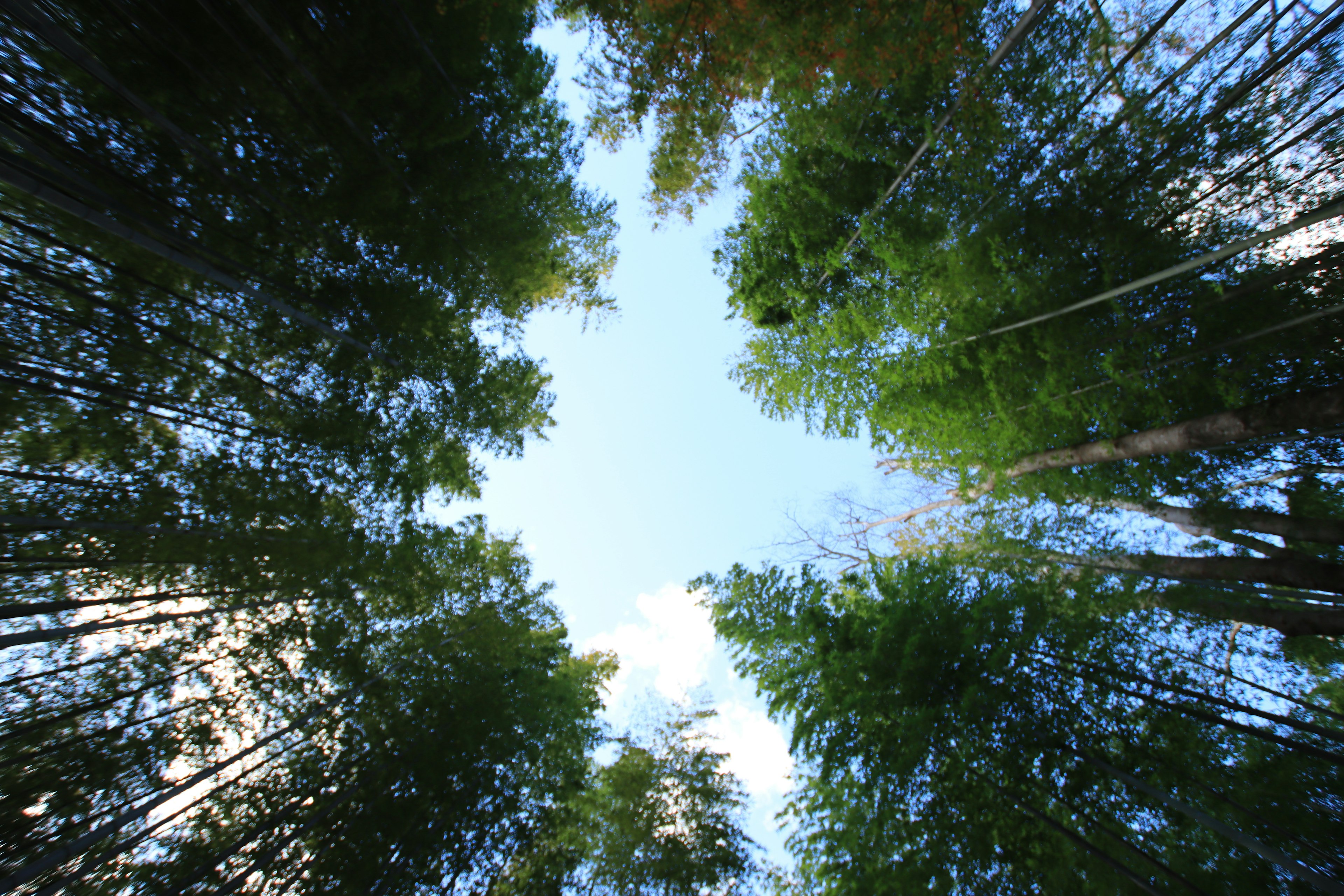 Vista di alberi verdi e cielo blu dal basso in una foresta