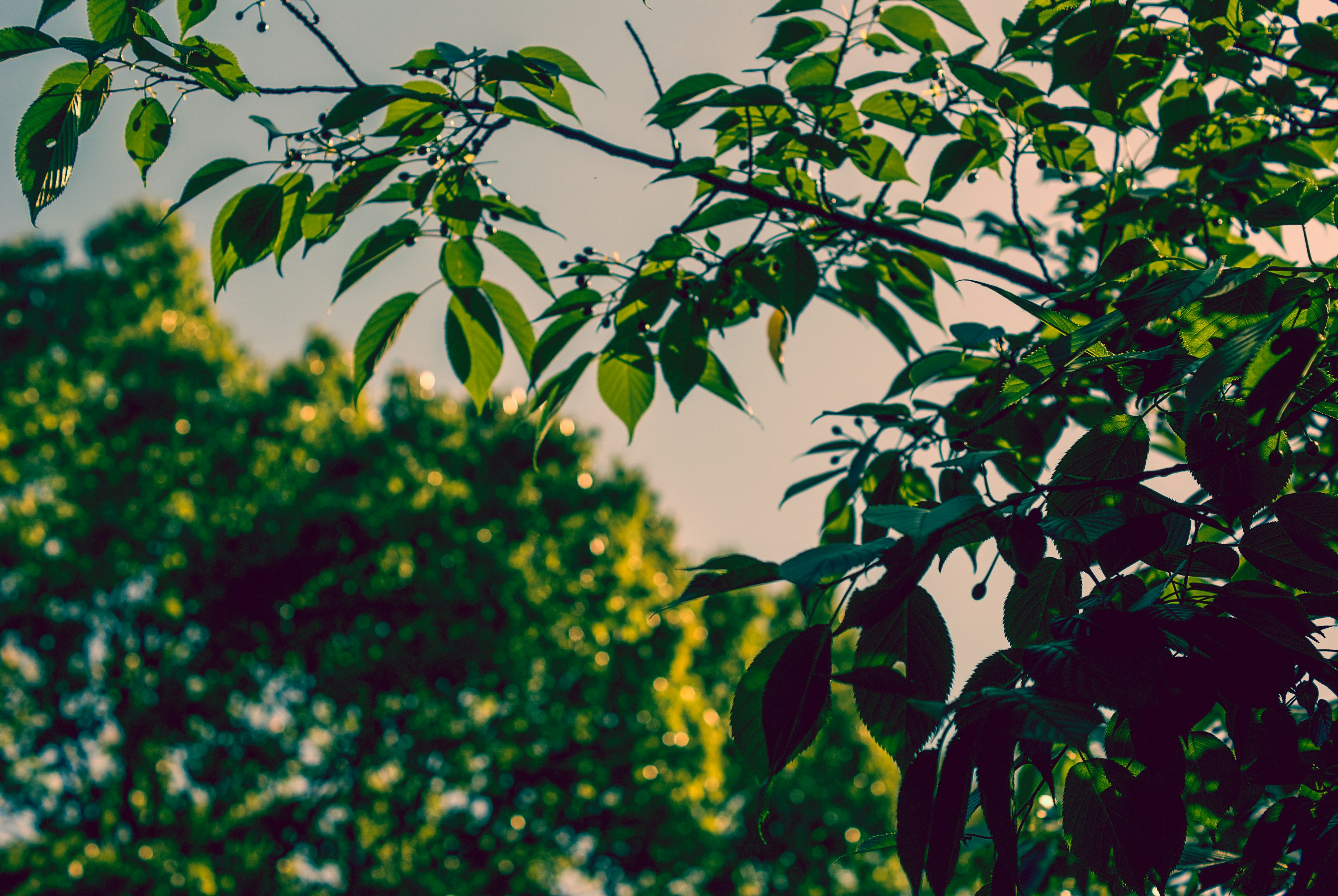 Close-up of green leaves with blurred trees in the background