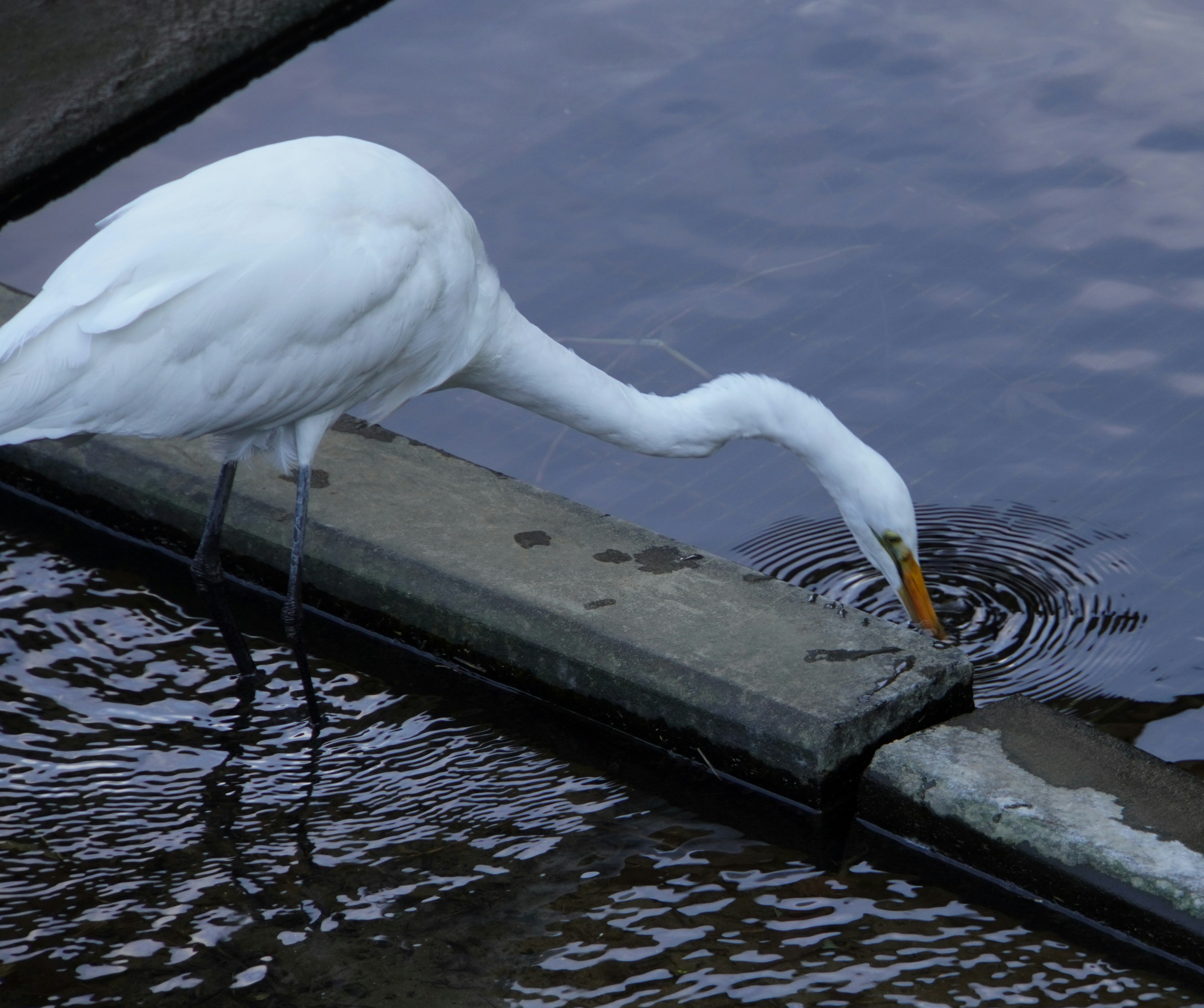 Un airone bianco che cerca cibo nell'acqua