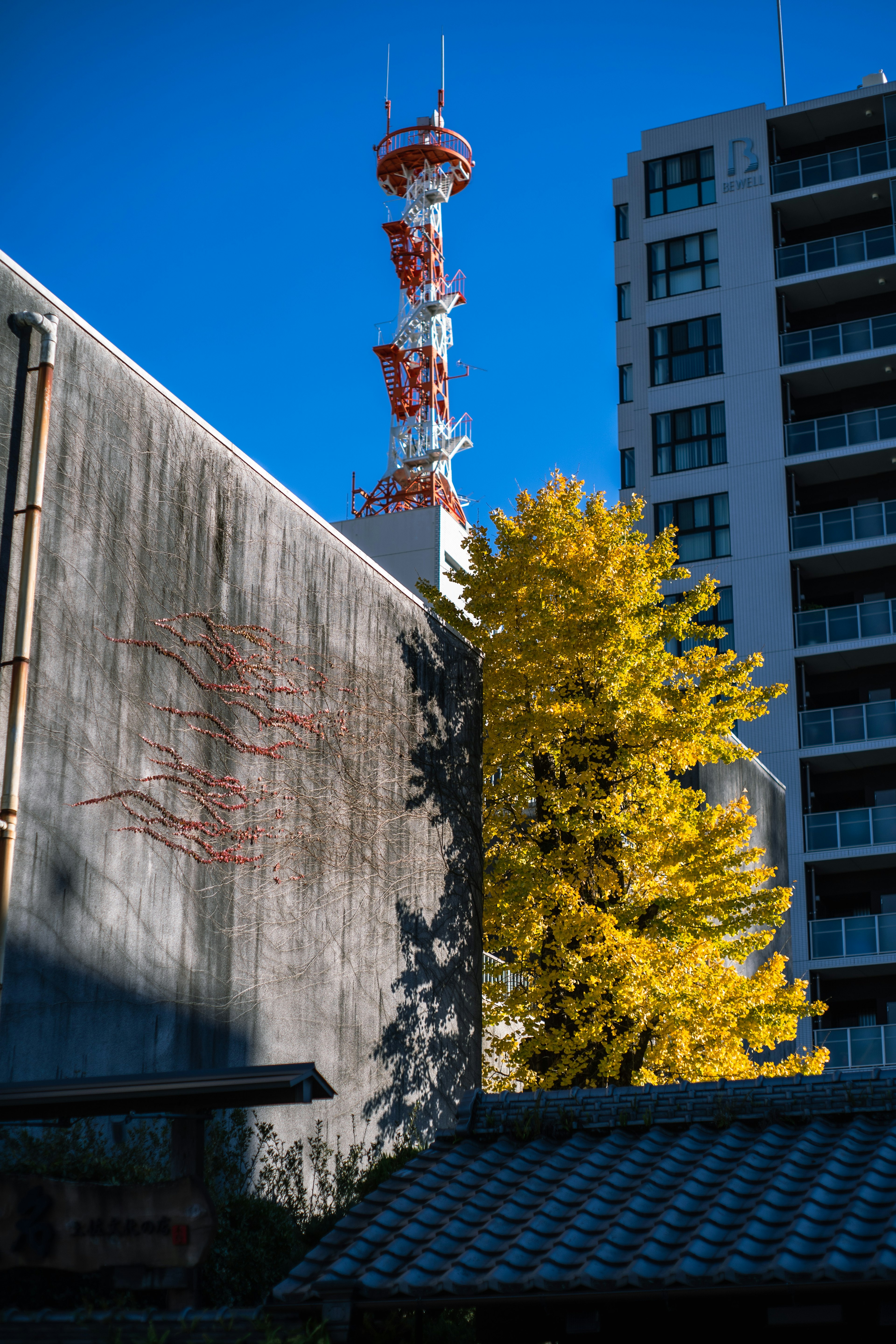 Imagen que muestra un árbol amarillo vibrante al lado de un edificio alto bajo un cielo azul claro