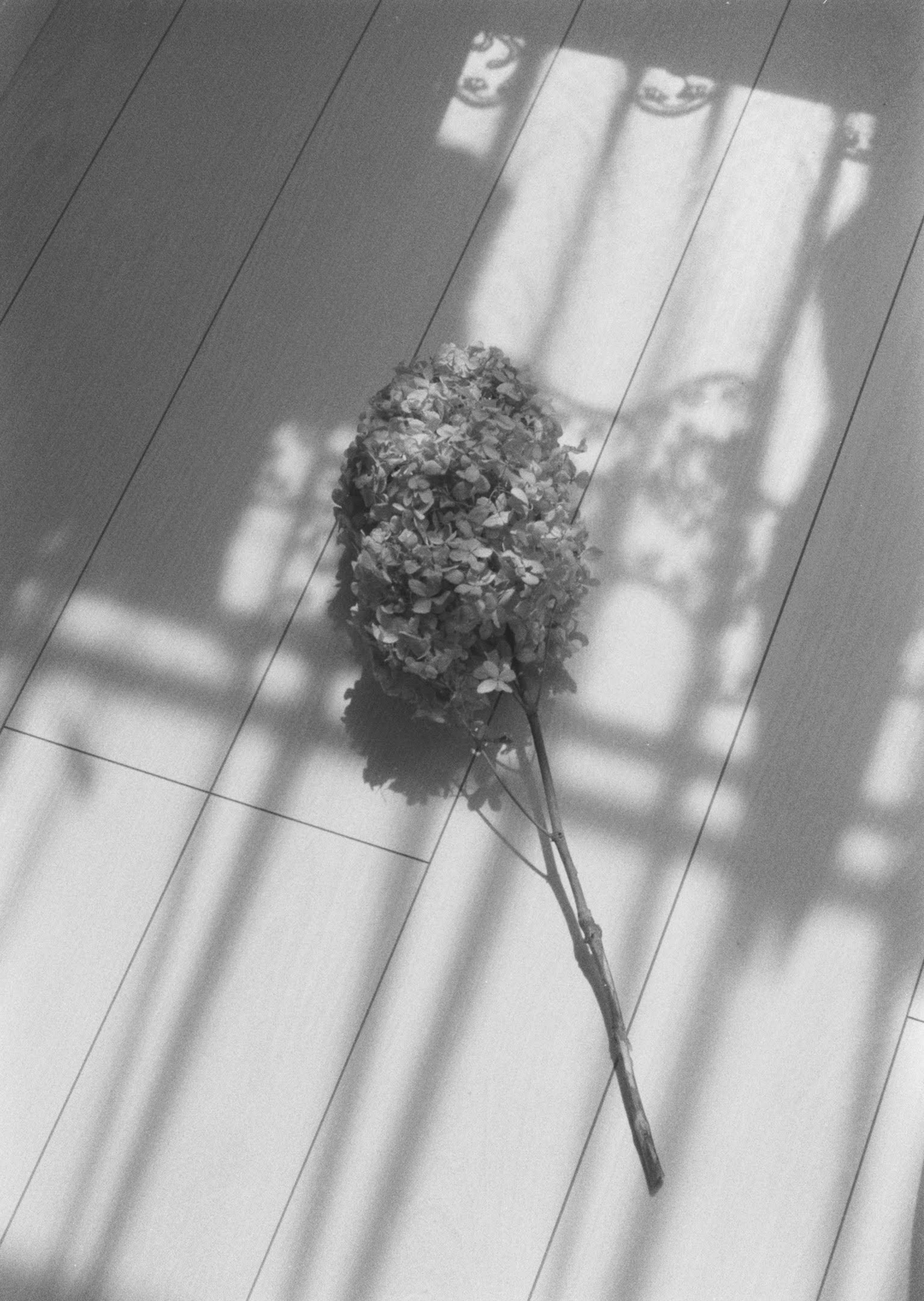 A bouquet of flowers resting on a wooden floor with shadows cast