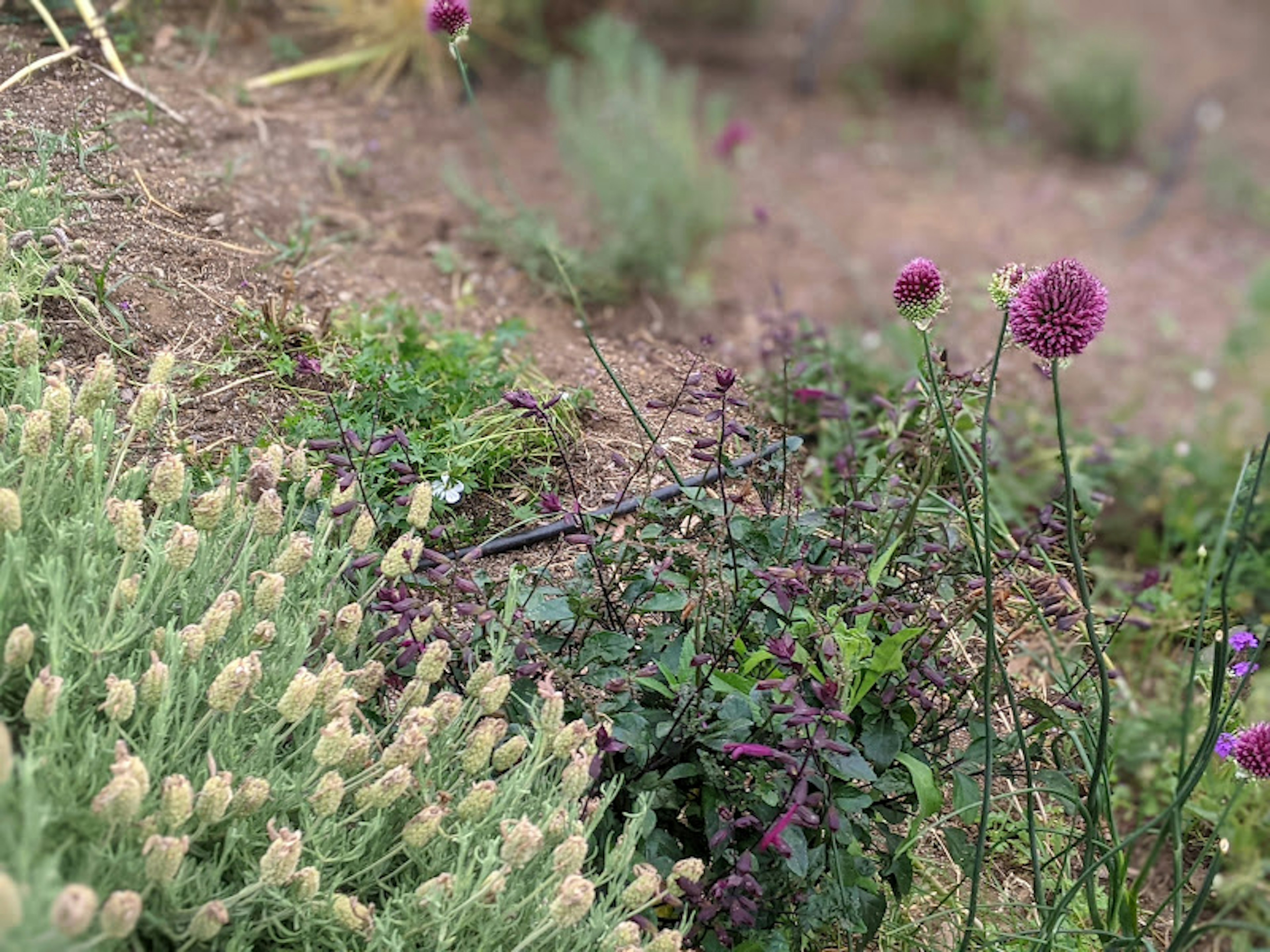 A section of a garden featuring colorful flowers and lush greenery