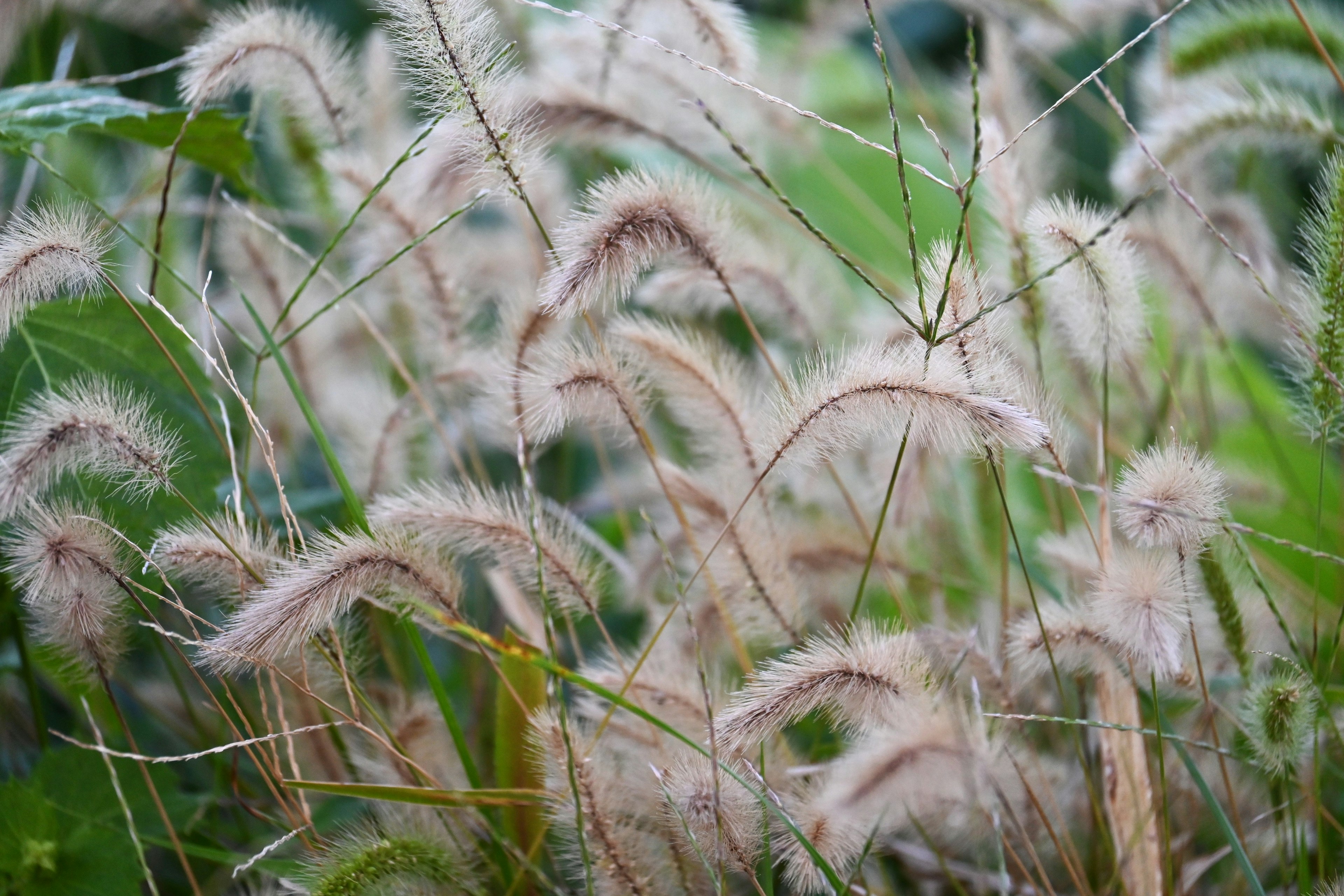 A cluster of soft, feathery grass plumes swaying gently