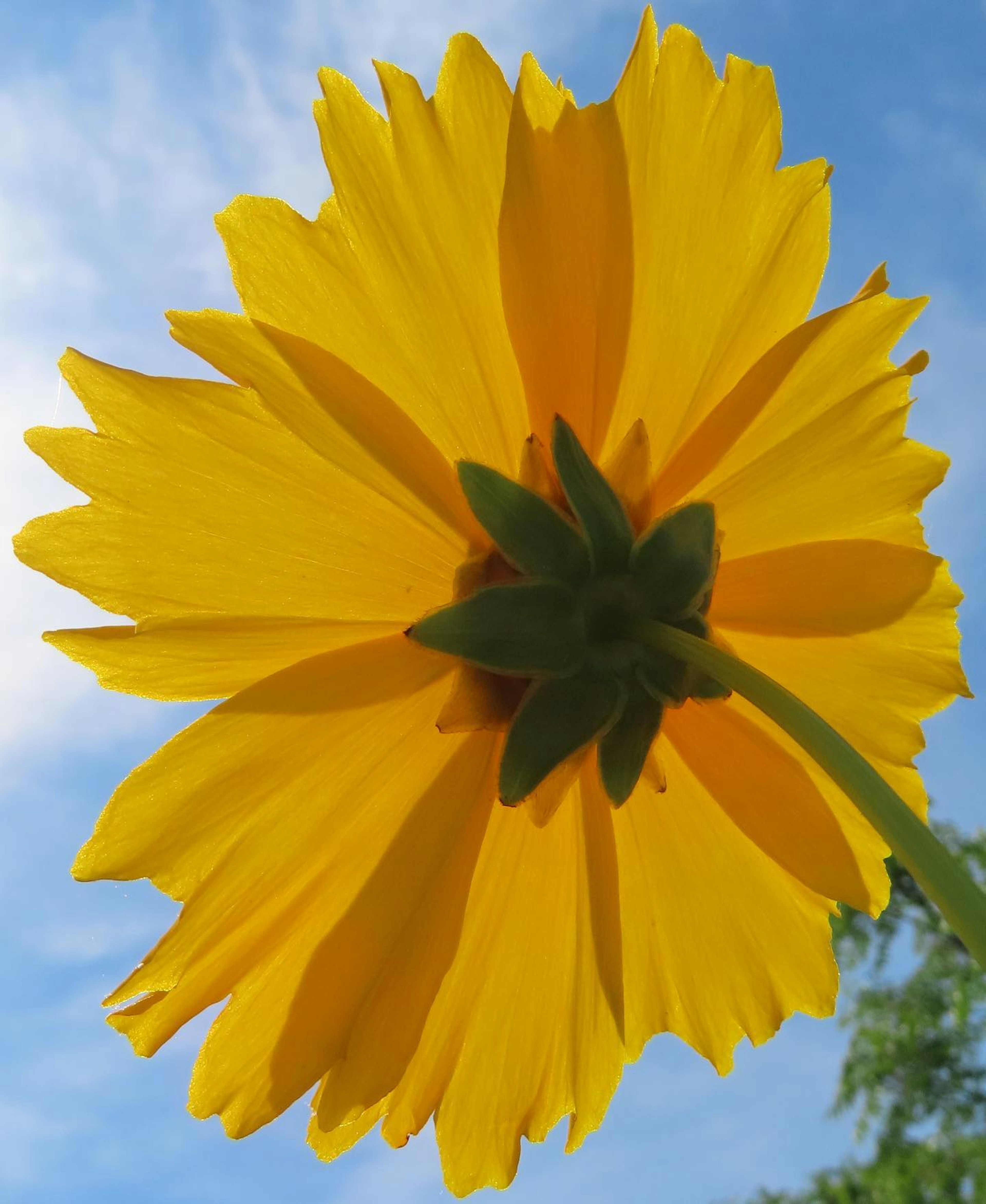 Bella foto di un fiore giallo visto da dietro con uno sfondo di cielo blu