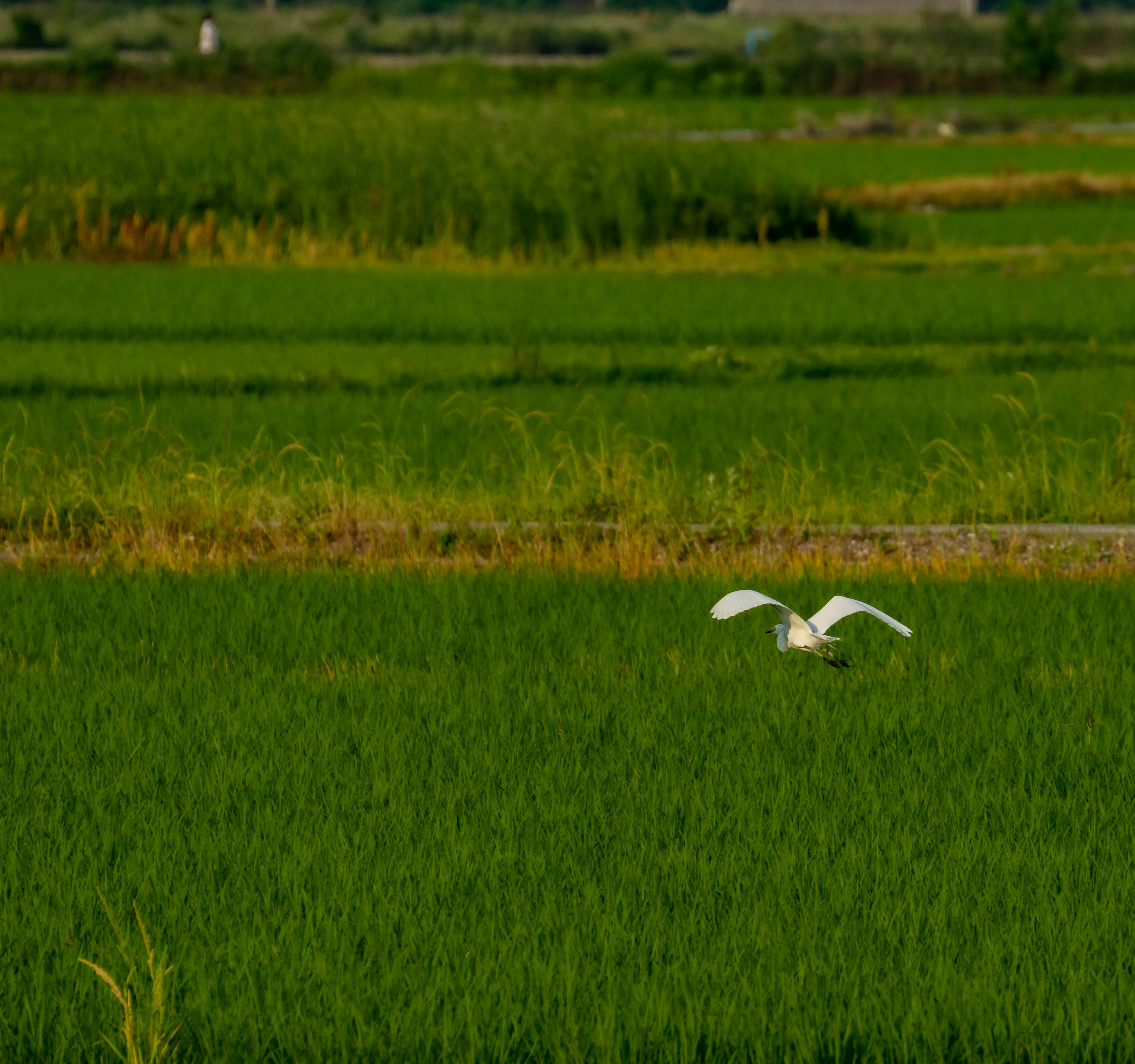 田んぼの上を飛ぶ白い鳥と緑の稲