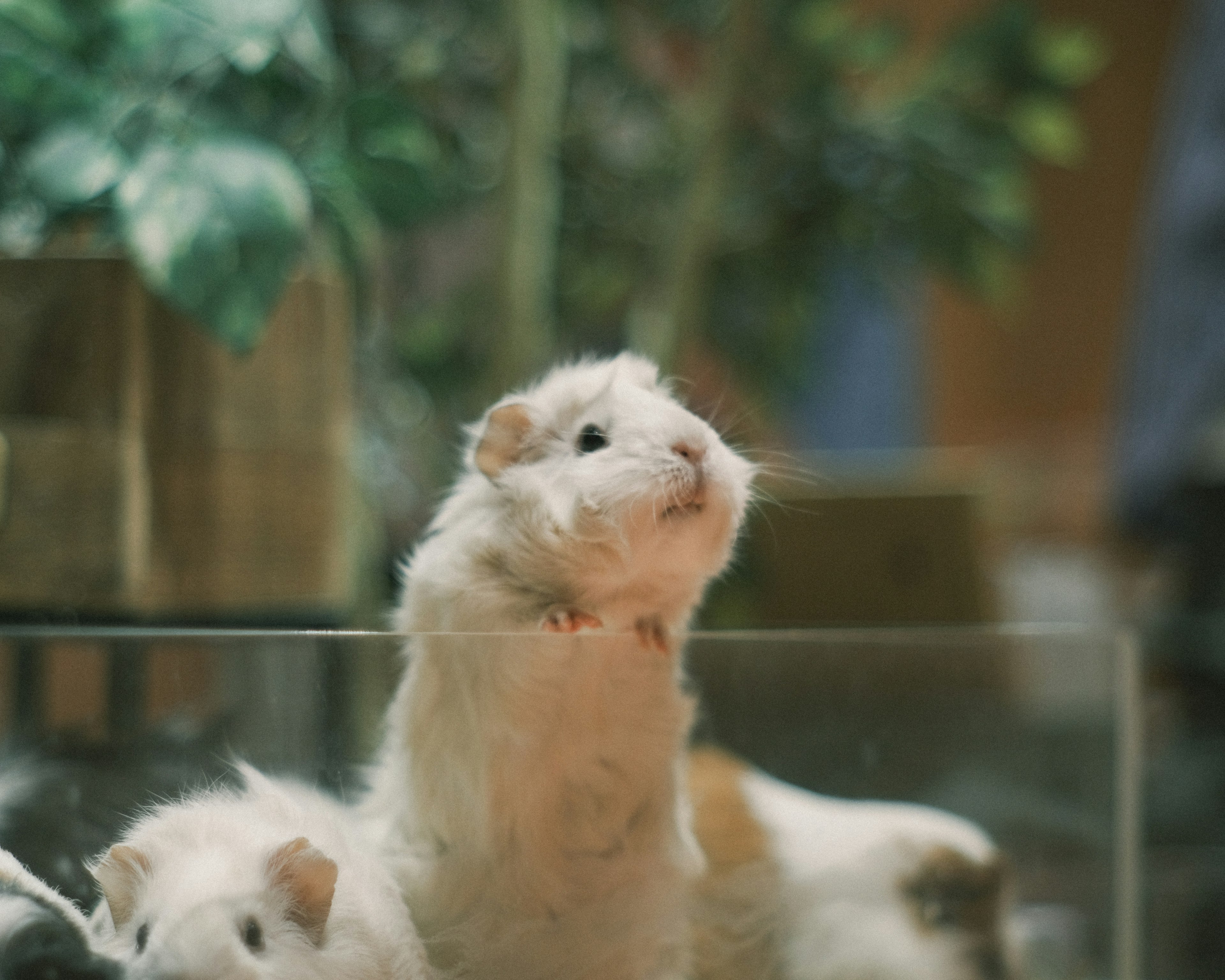 A white guinea pig stretching its neck in a glass enclosure