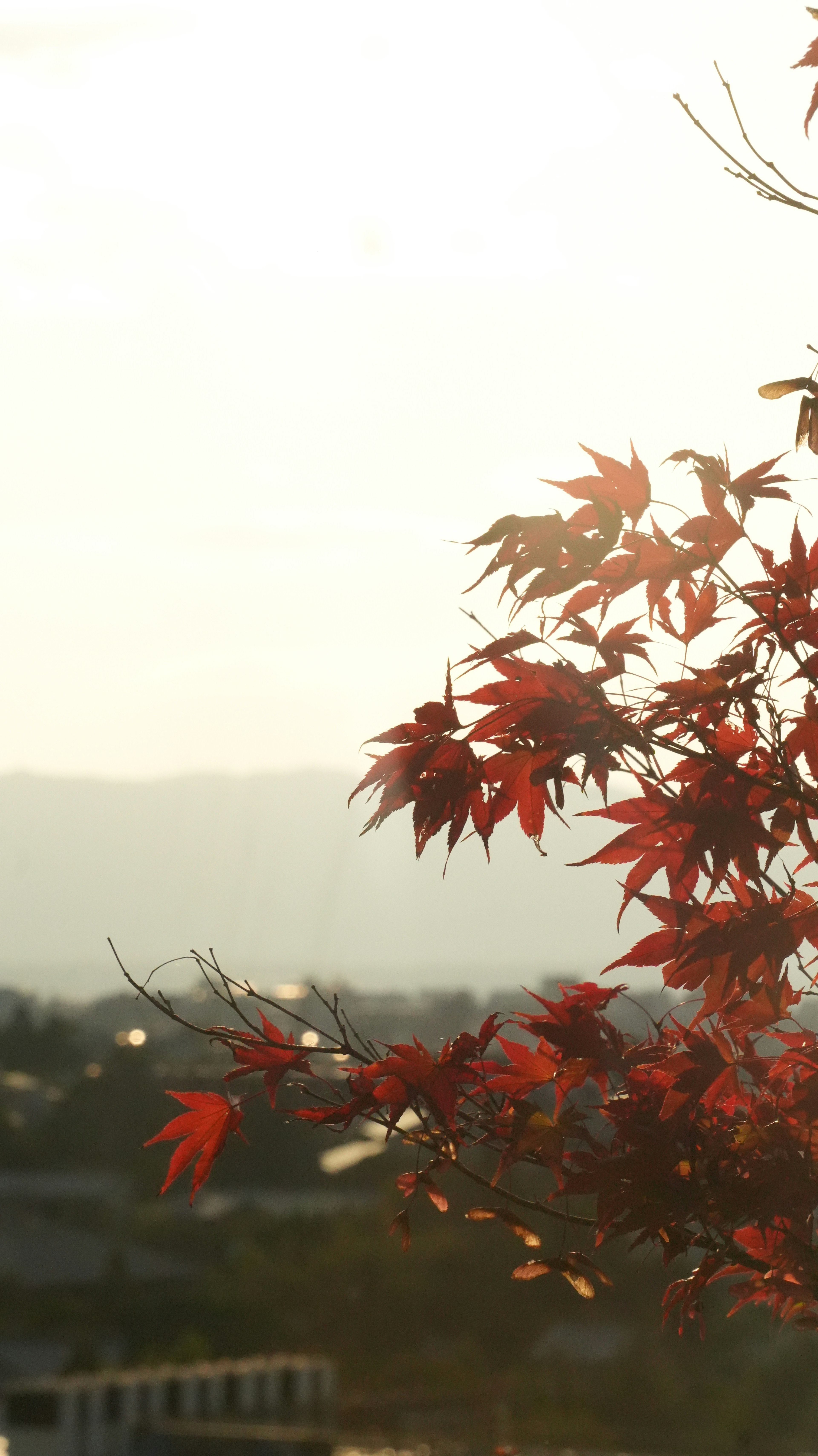 夕日を背景にした紅葉の葉が印象的な風景