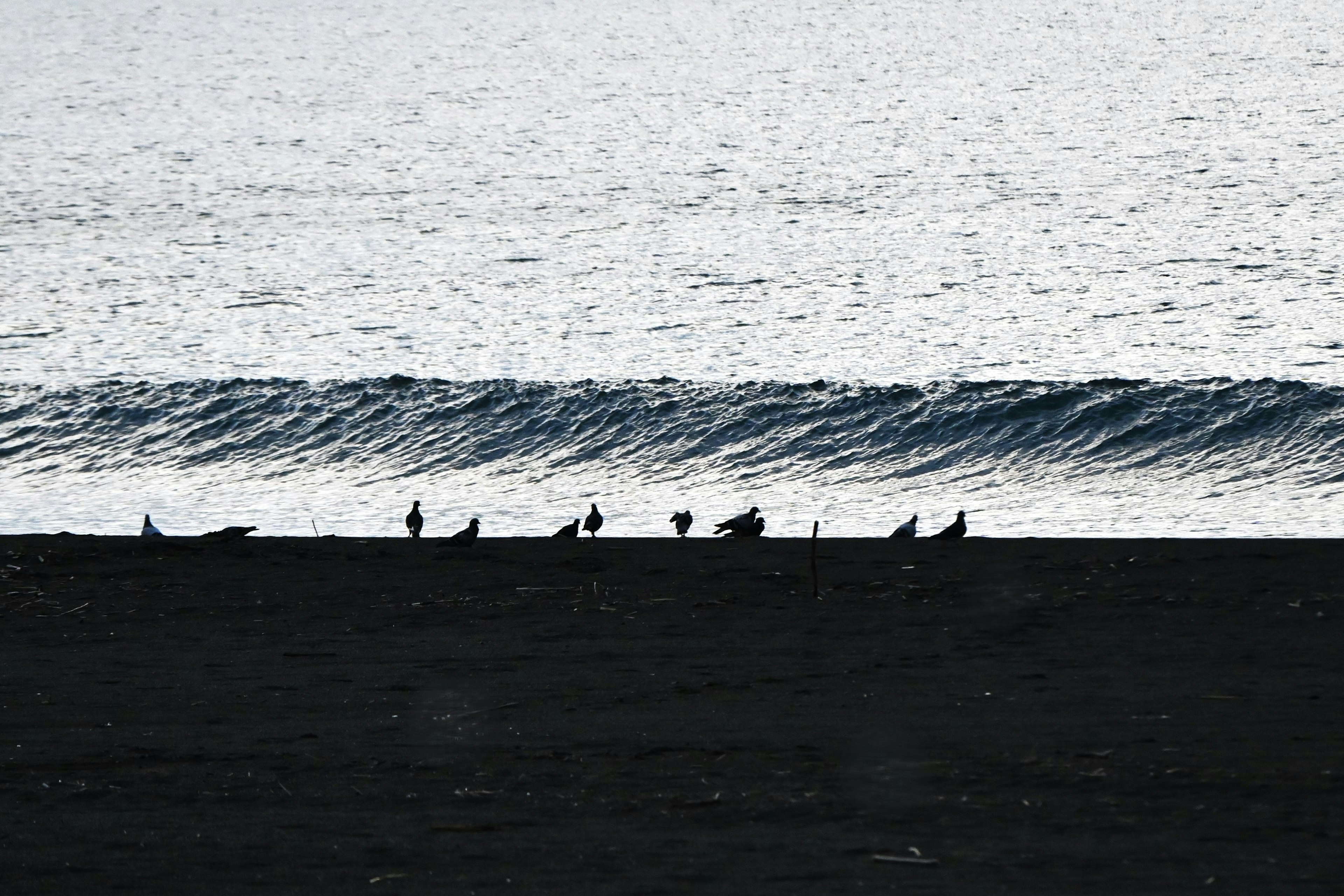 海の波と黒い砂浜に立つ鳥のシルエット