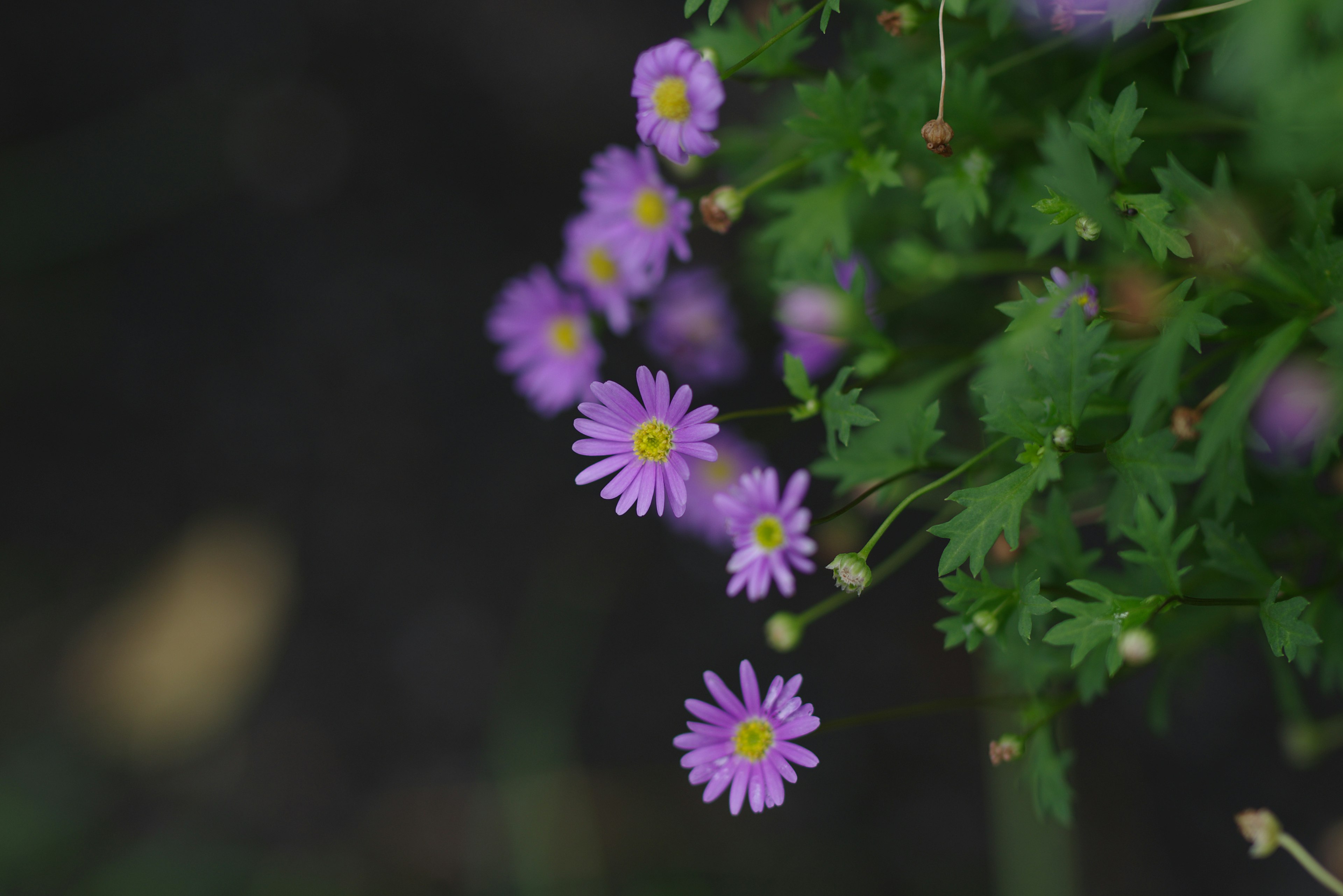 Nahaufnahme von lila Blumen auf einer grünen Pflanze