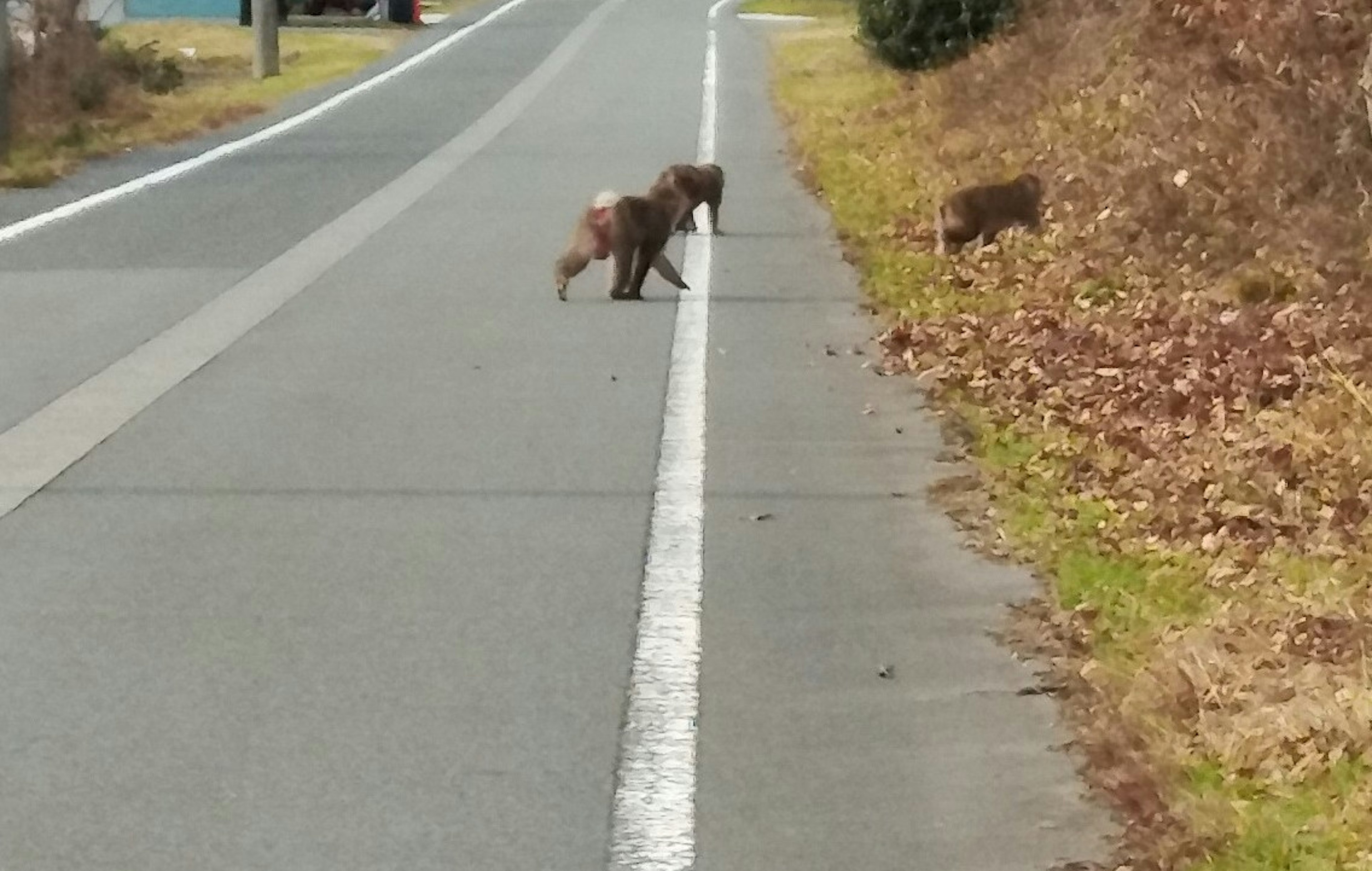 道路を横断する二匹の動物と周囲の自然