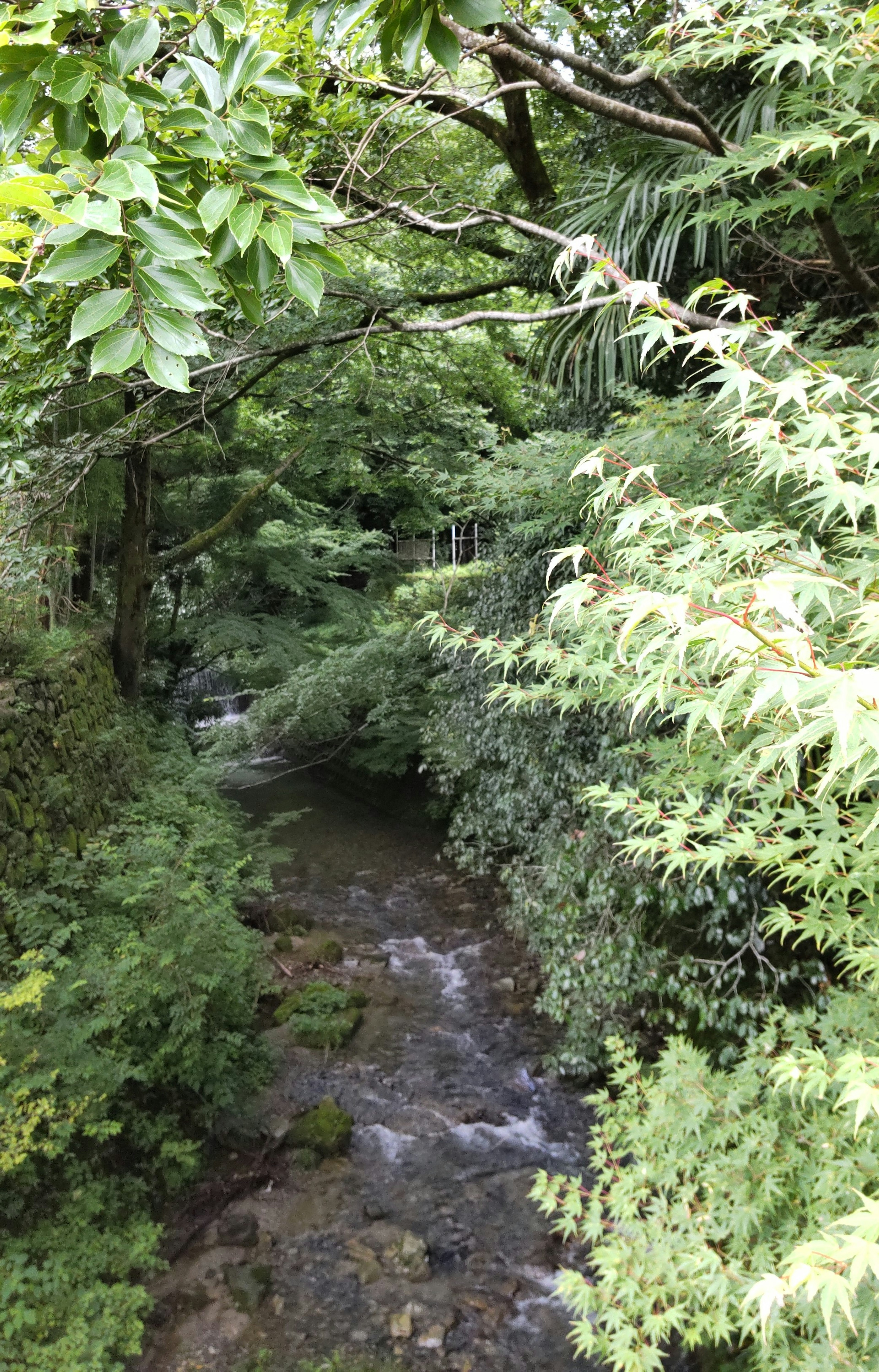 緑豊かな木々に囲まれた小川の風景