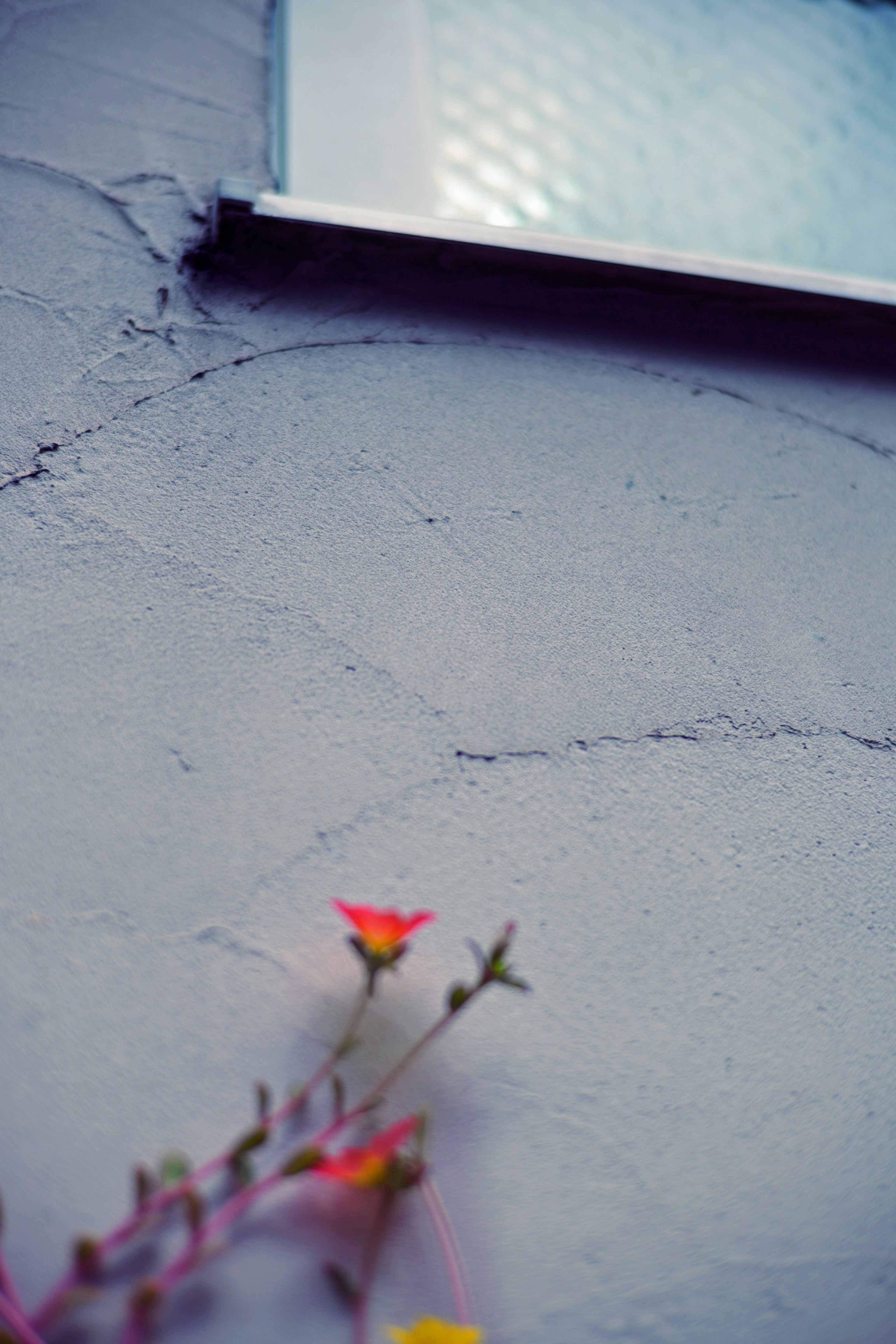 Immagine di un muro grigio texturizzato con un piccolo fiore e una superficie riflettente