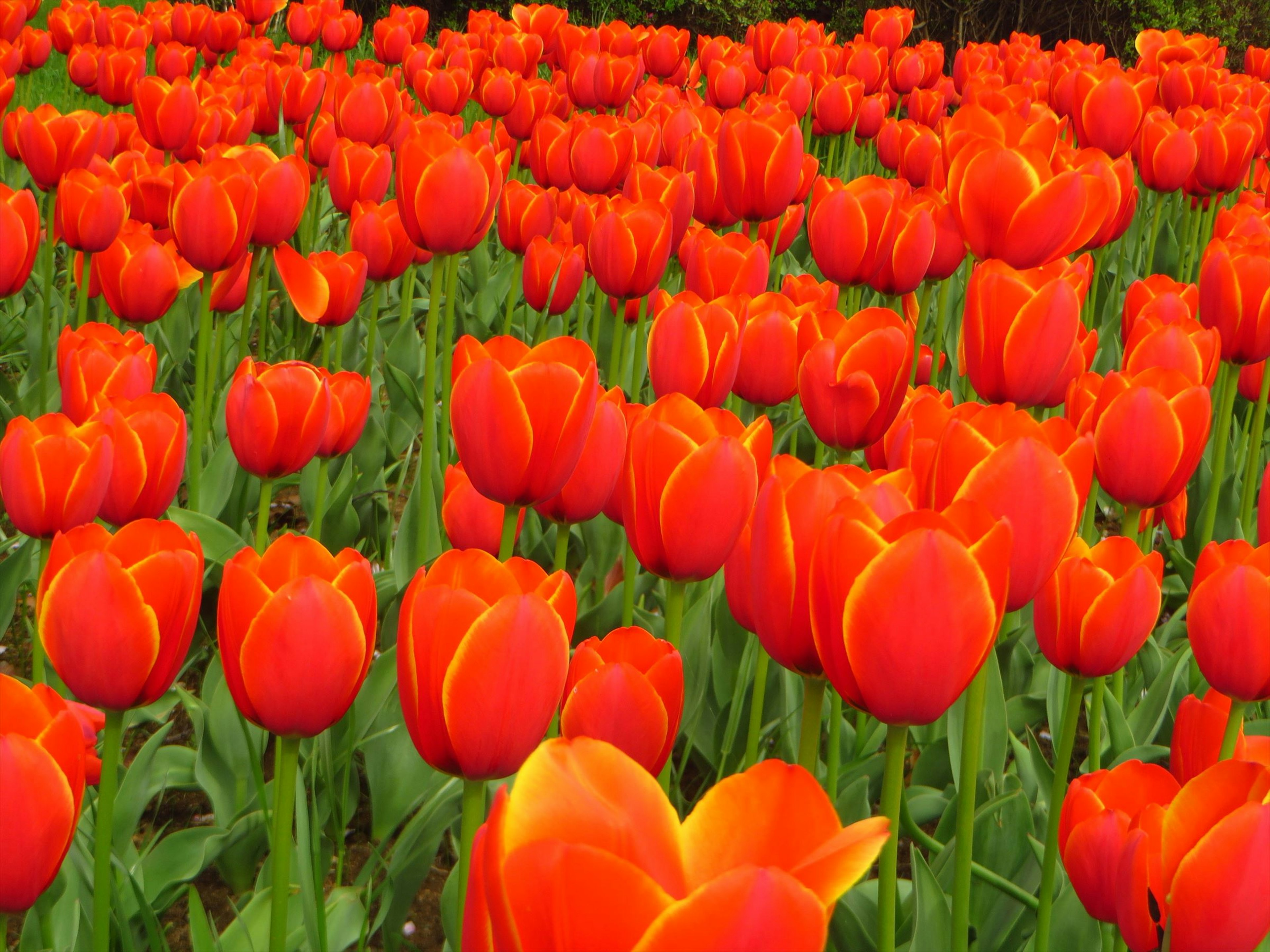 Campo vibrante di tulipani arancioni