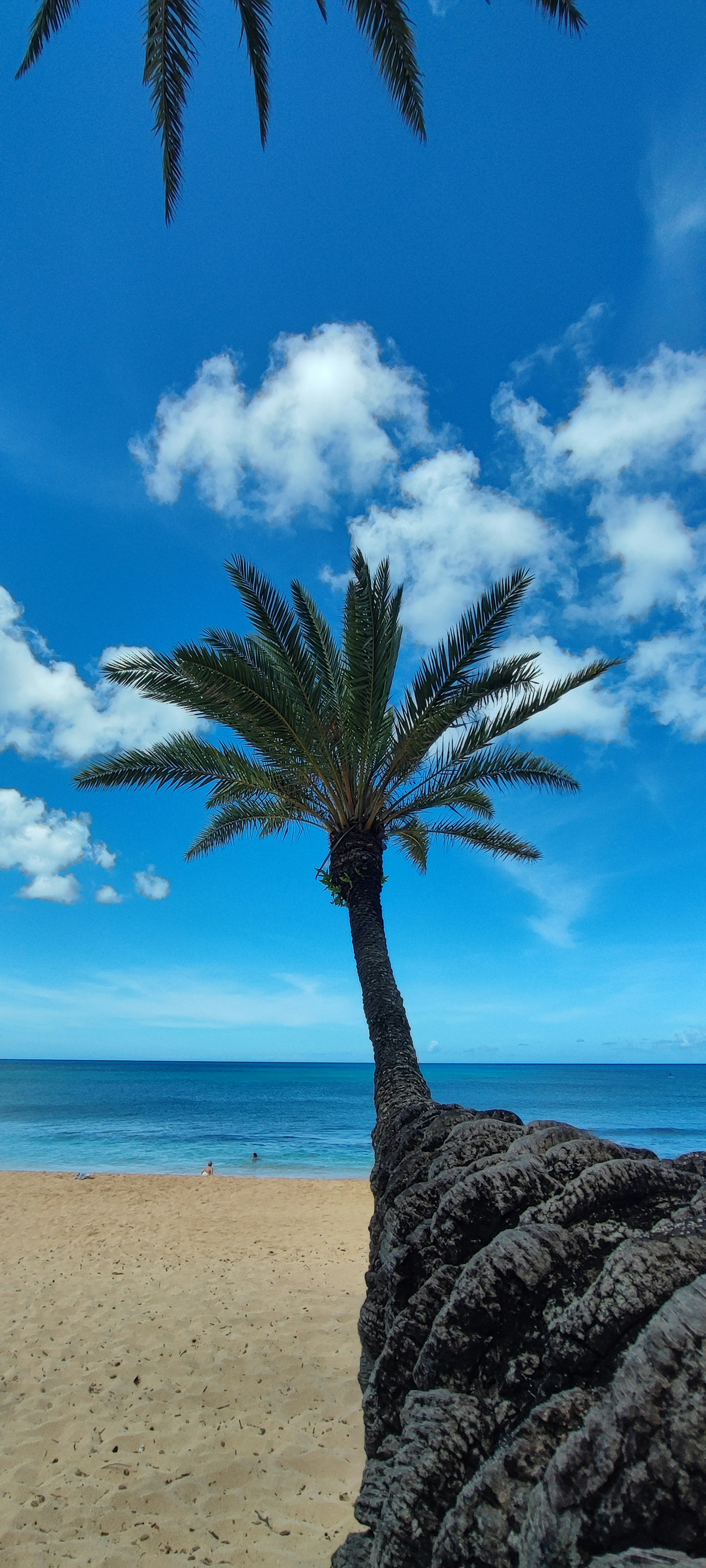 Paisaje con una palmera contra un cielo azul y el océano