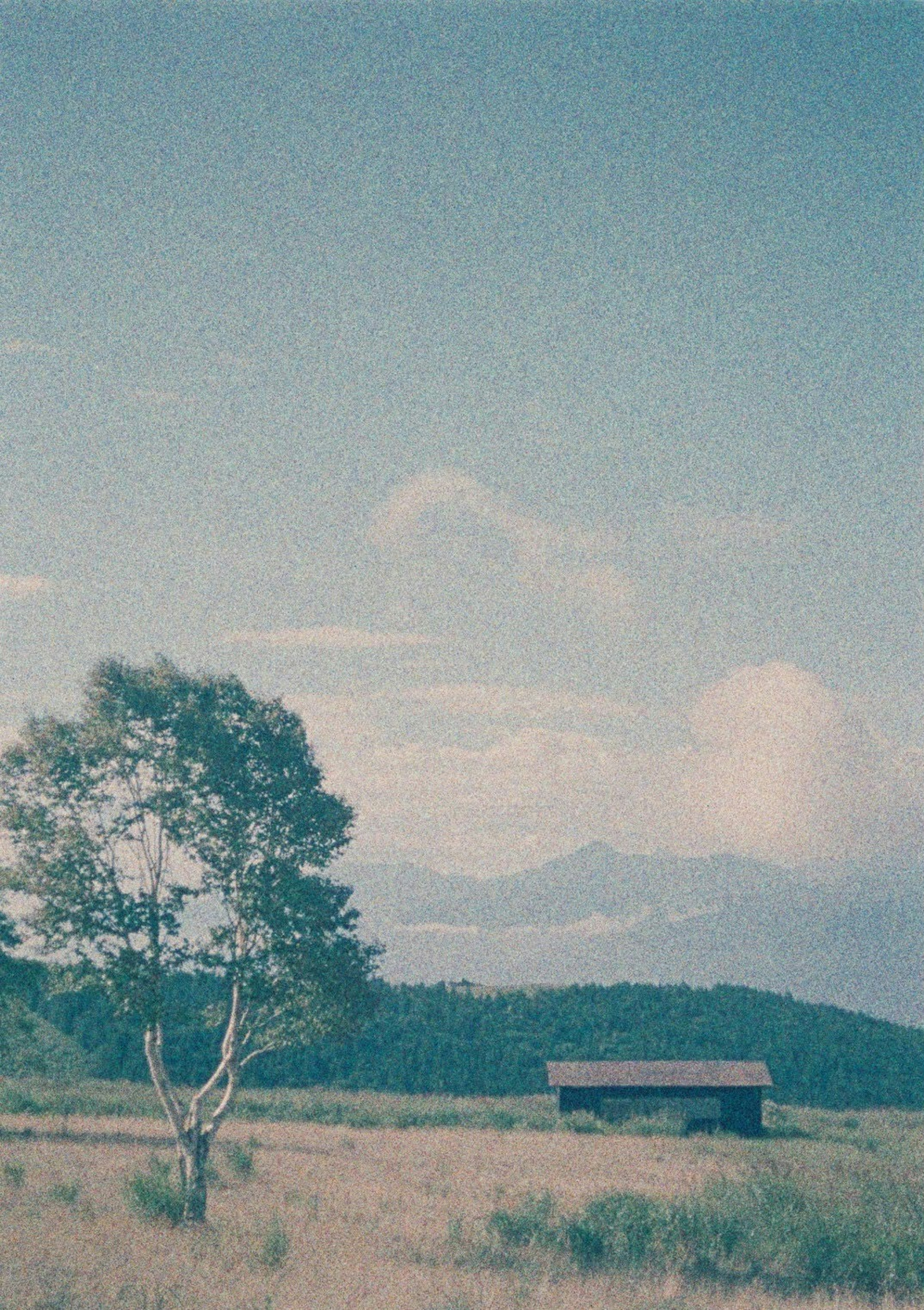 青空の下に立つ木と山々の風景