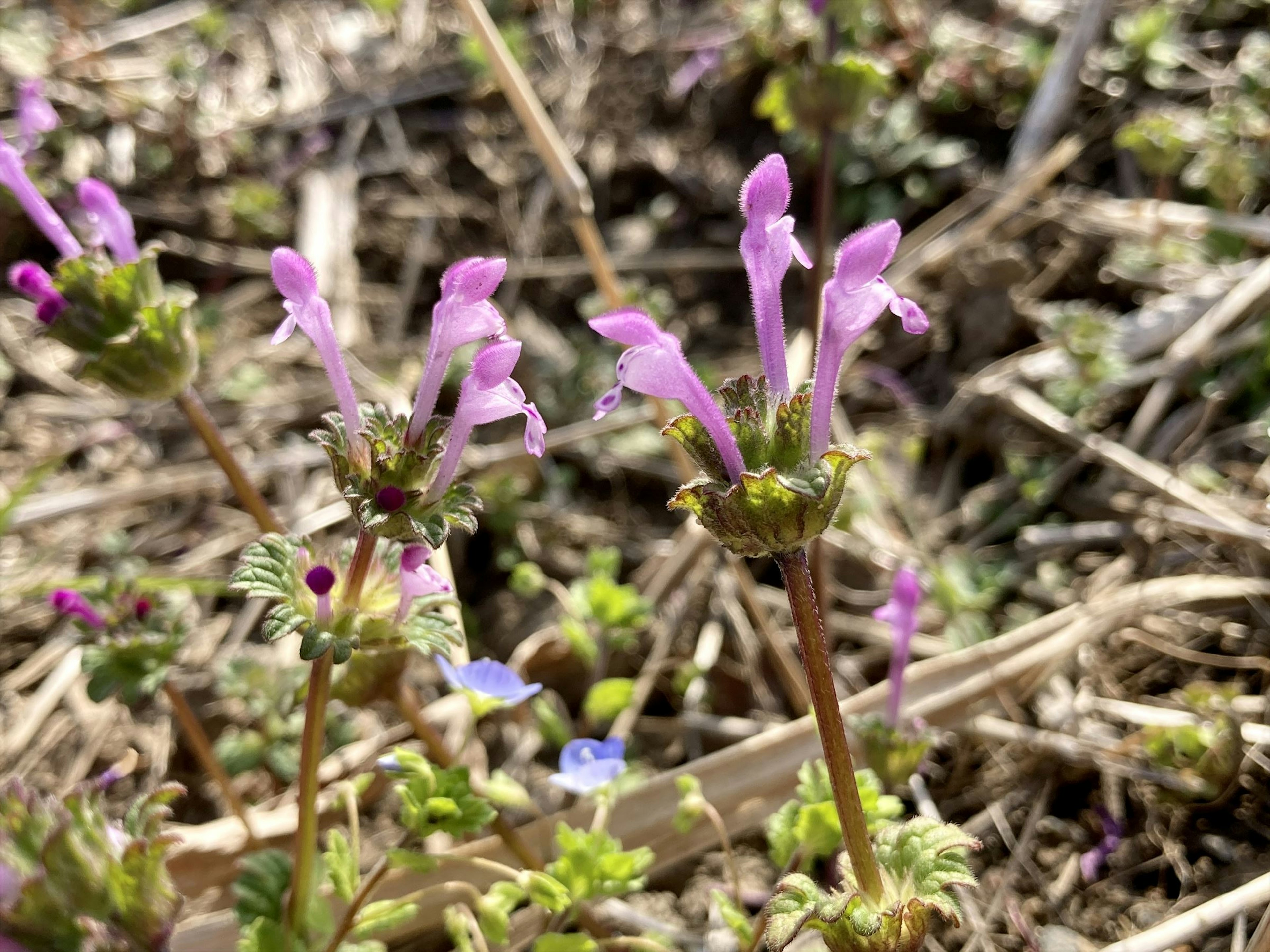 紫色の花が咲く植物が地面に生えている