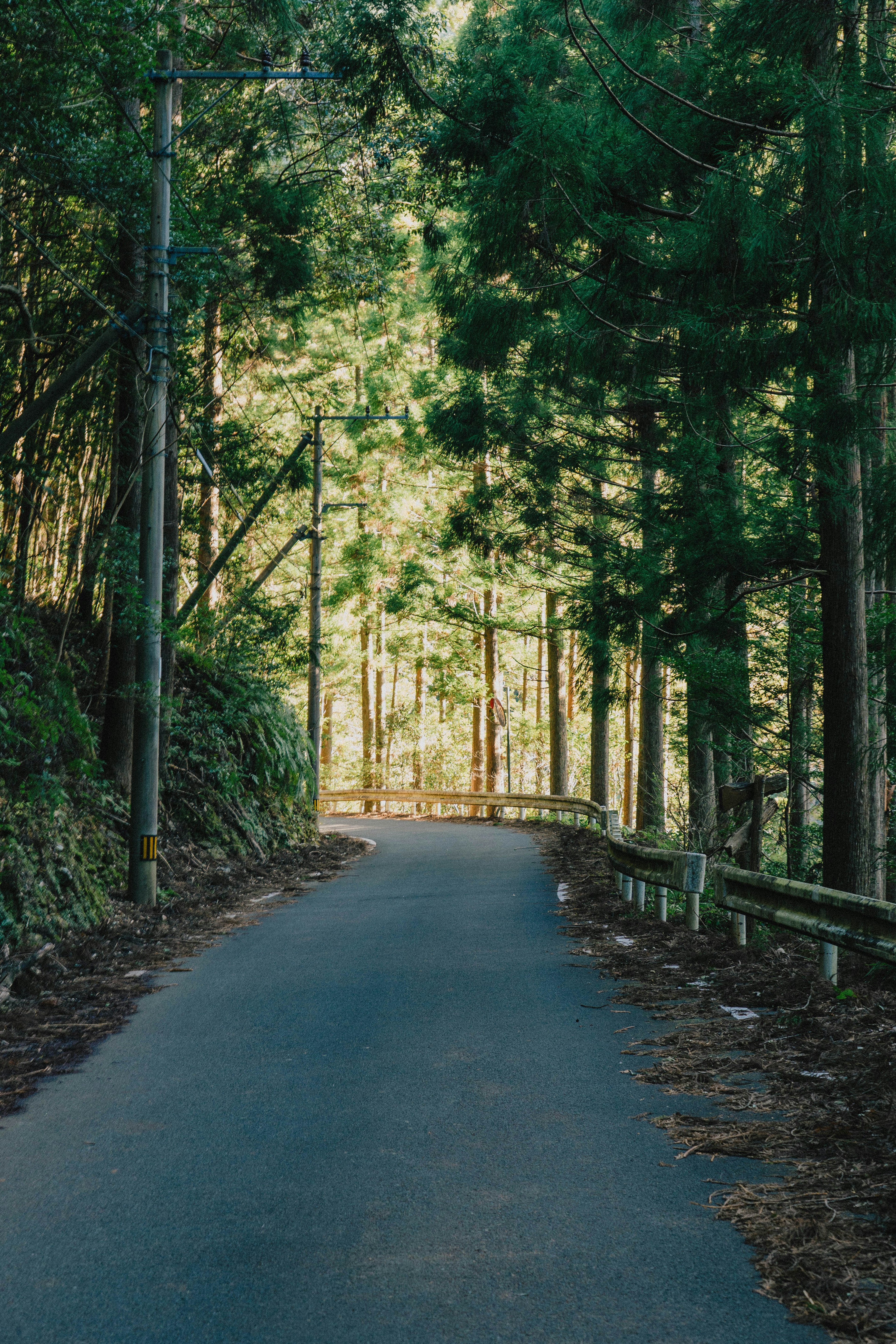 緑の木々に囲まれた静かな道路の風景