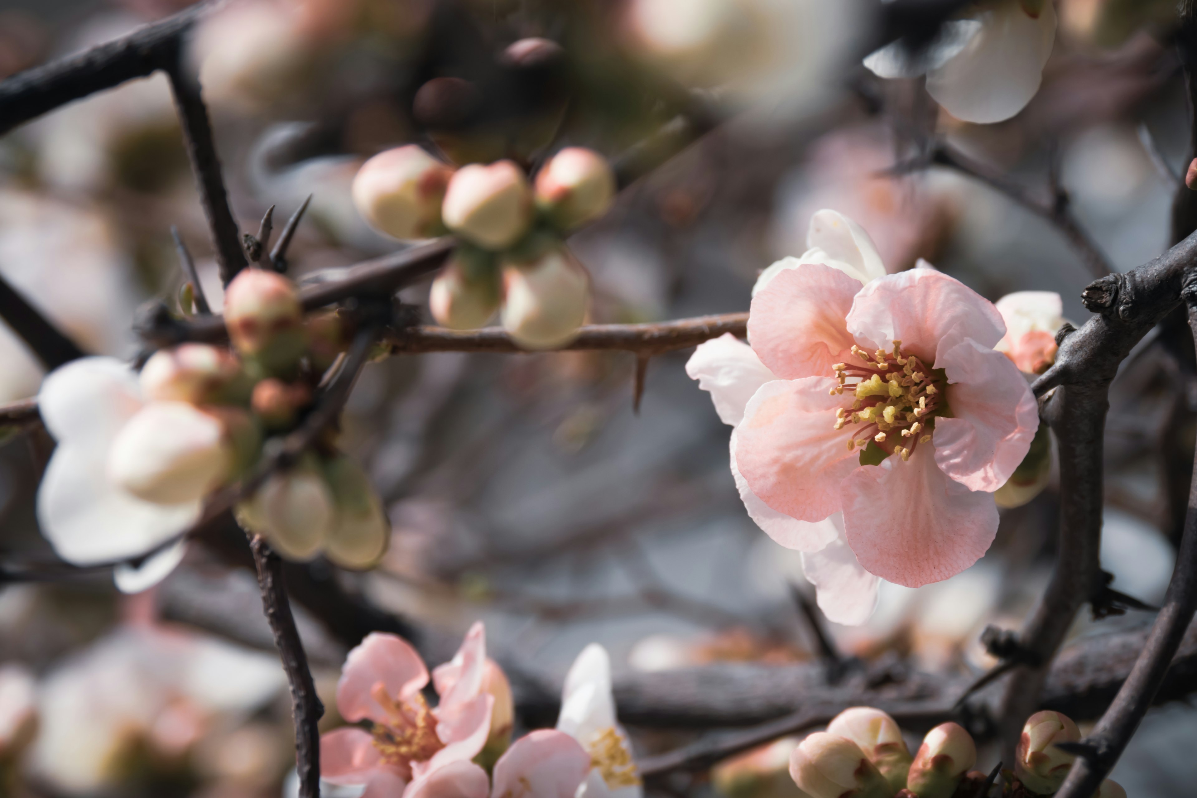 Nahaufnahme von rosa Blumen an einem Baumast