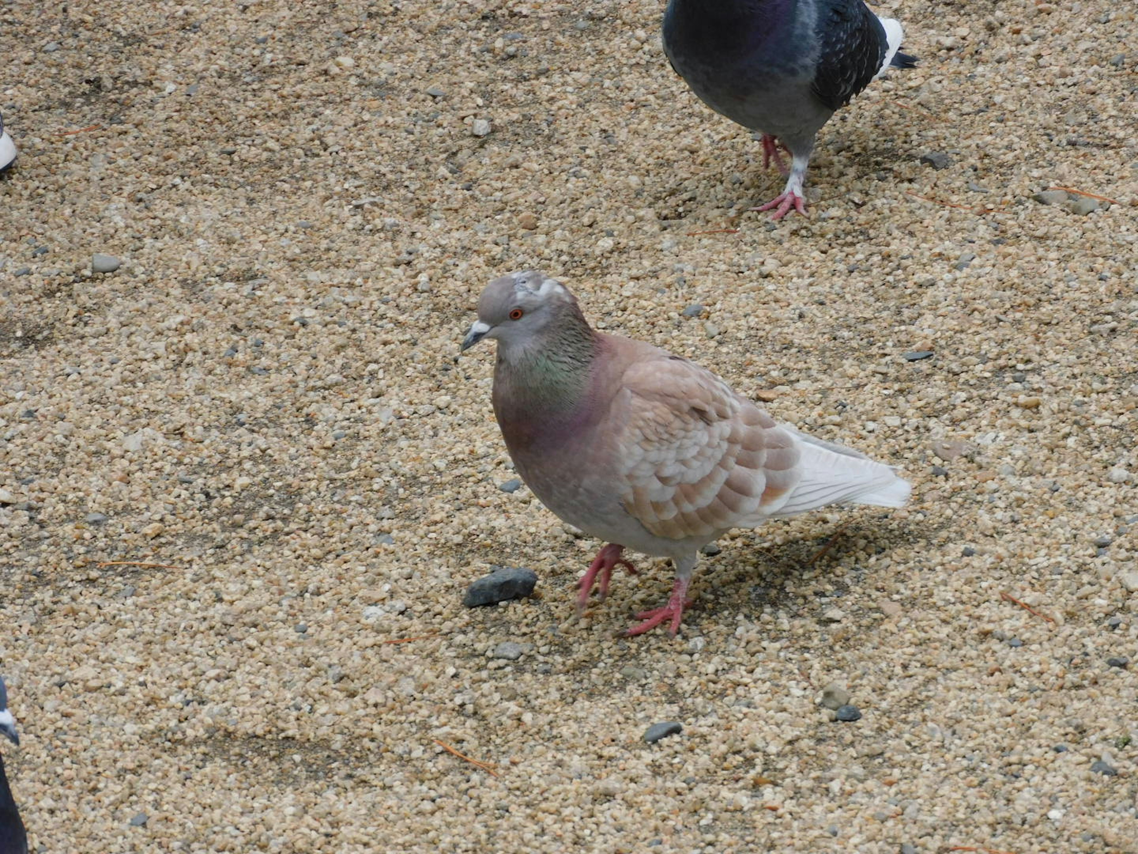 Brown pigeon standing on sandy ground