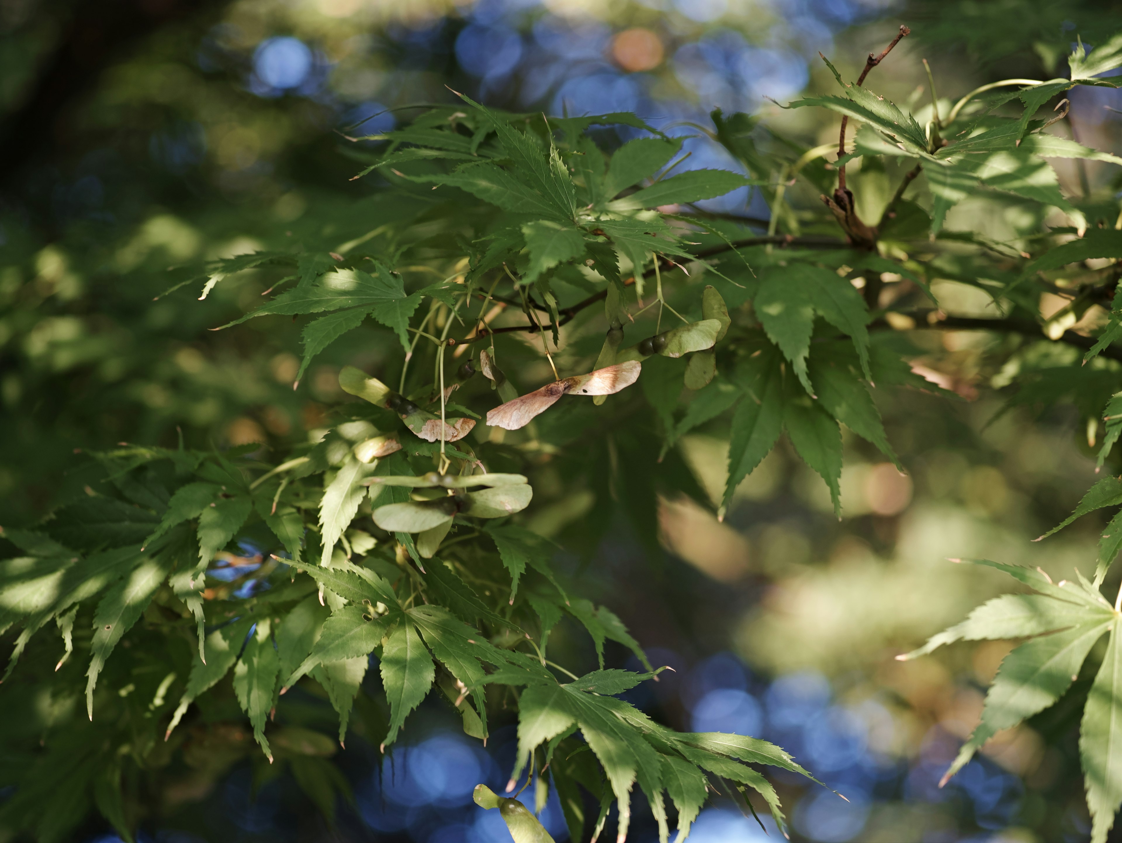 Branch of a Japanese maple tree with green leaves and seed pods