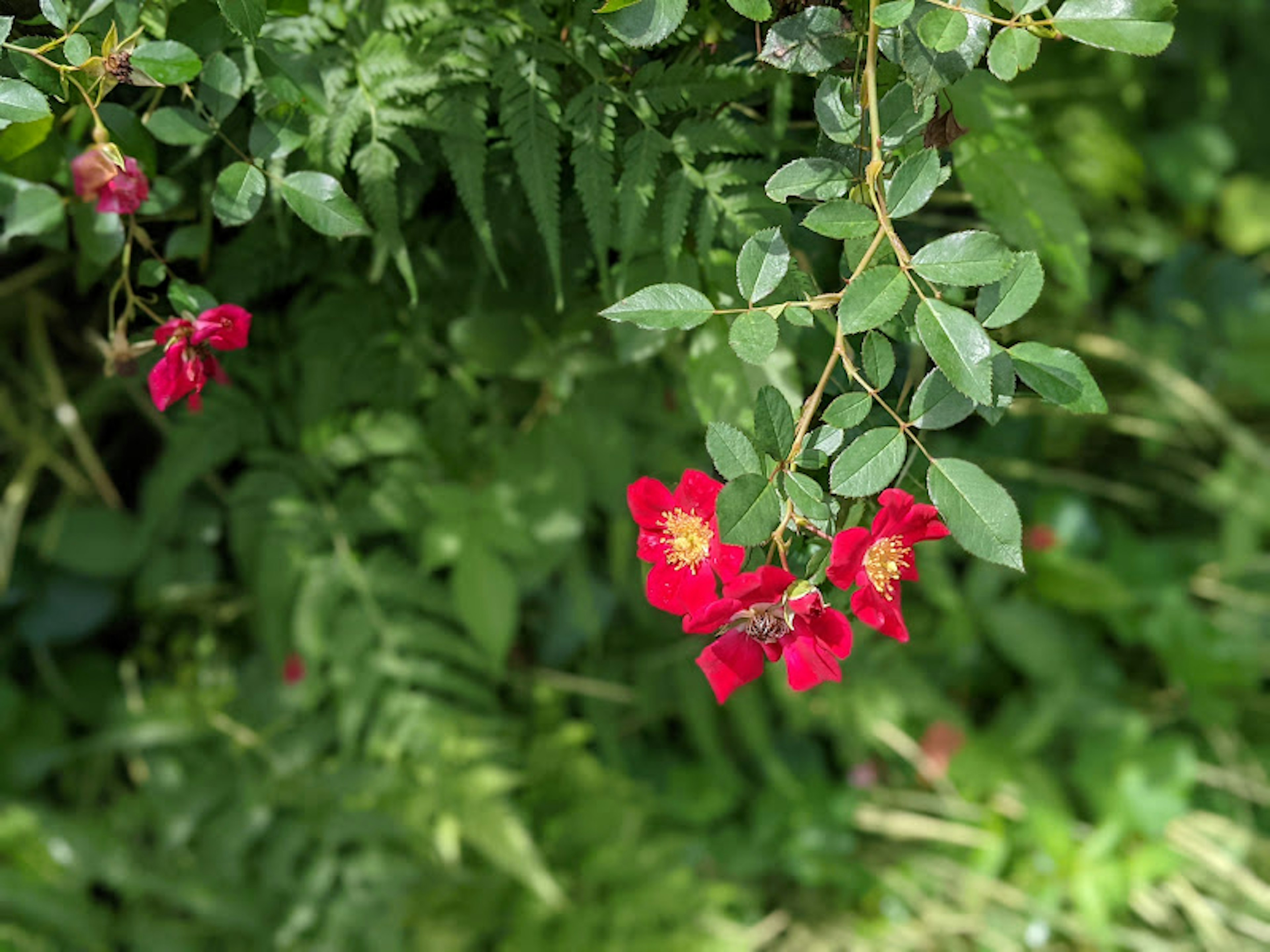 Vibrant red flowers surrounded by lush green leaves