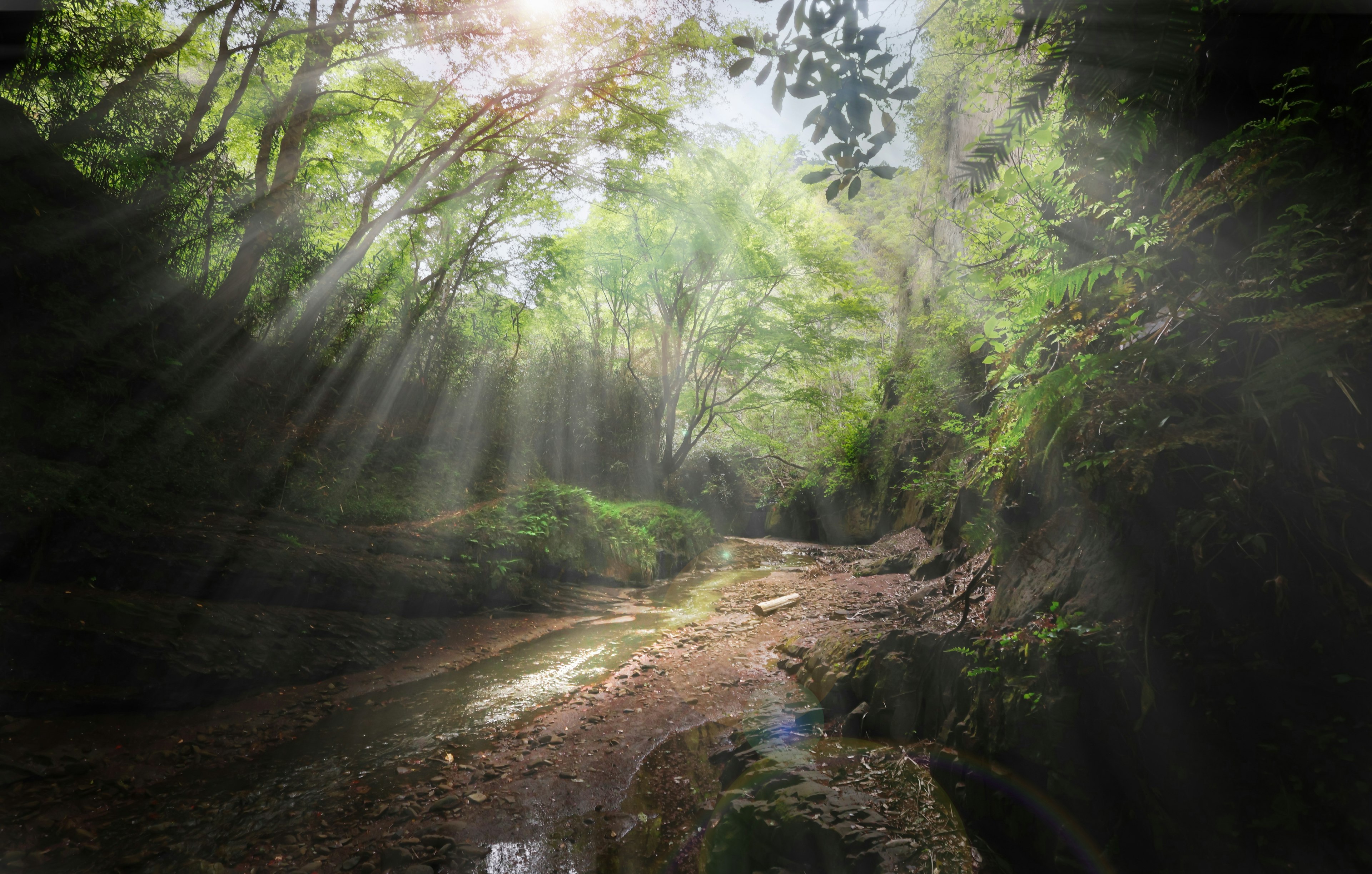 Sunlight beams filtering through a lush forest pathway