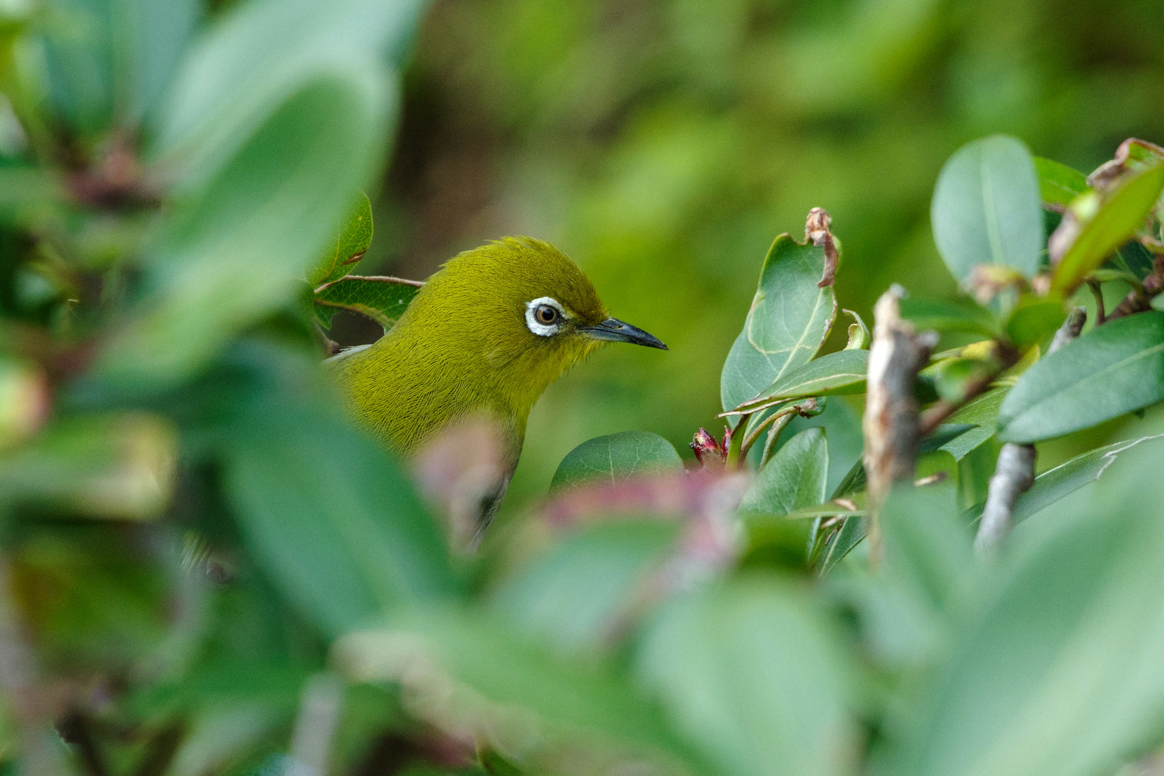 Seekor burung hijau mengintip di antara daun