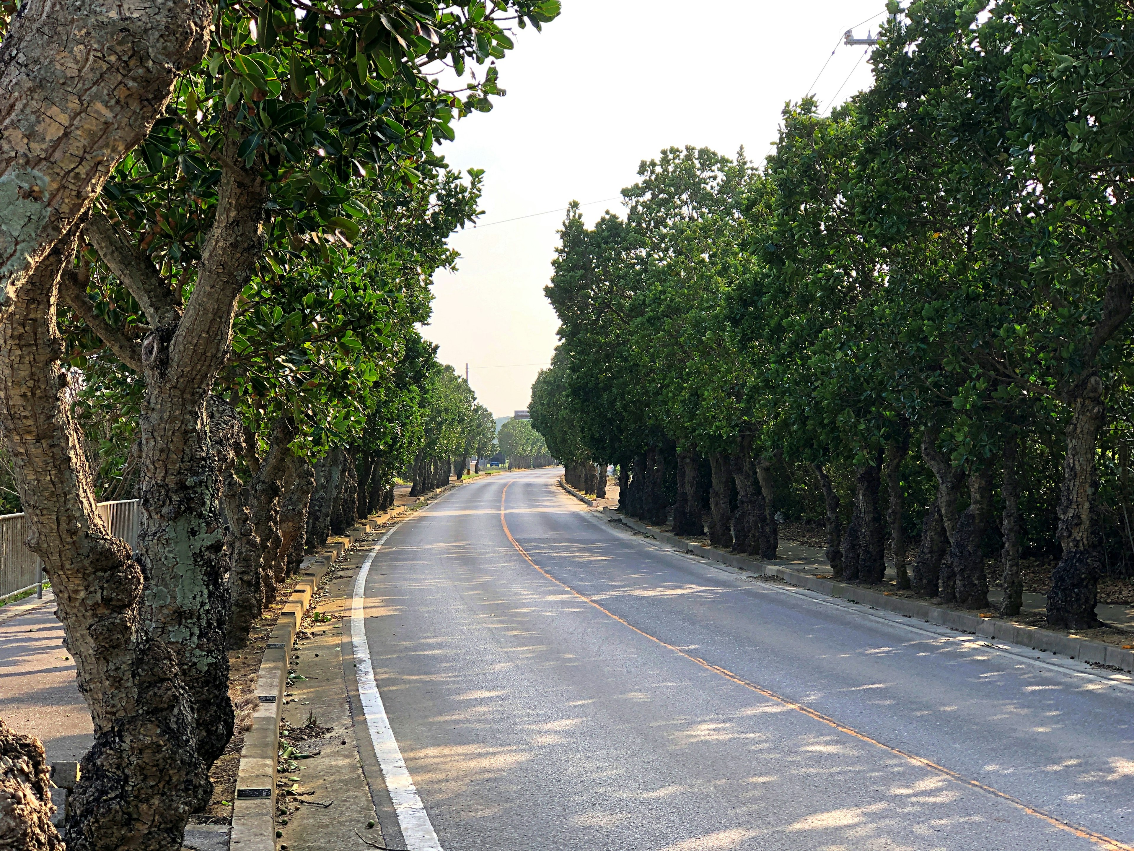 Quiet road lined with green trees on both sides