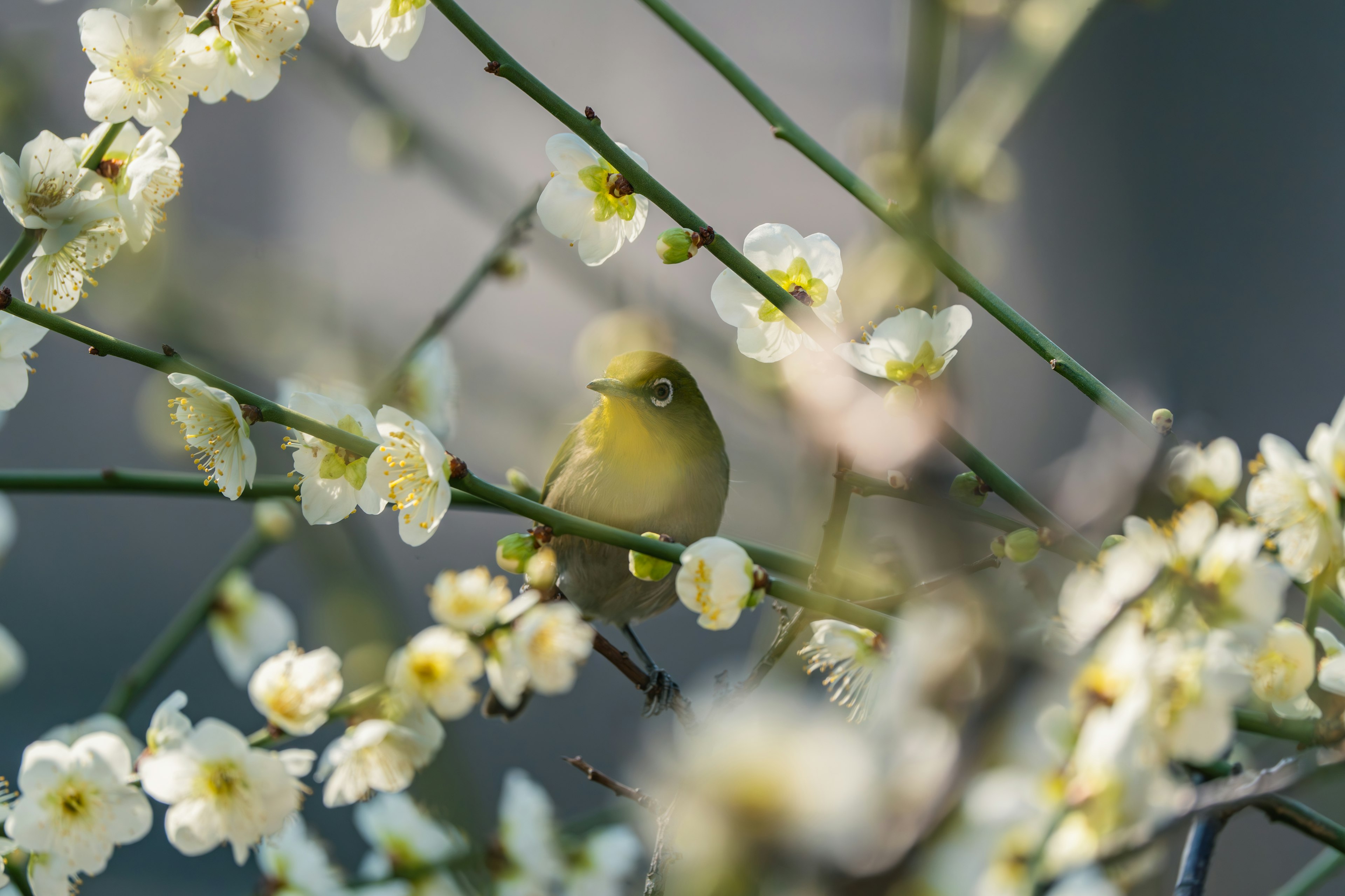 花の間にいる小さな鳥のクローズアップ