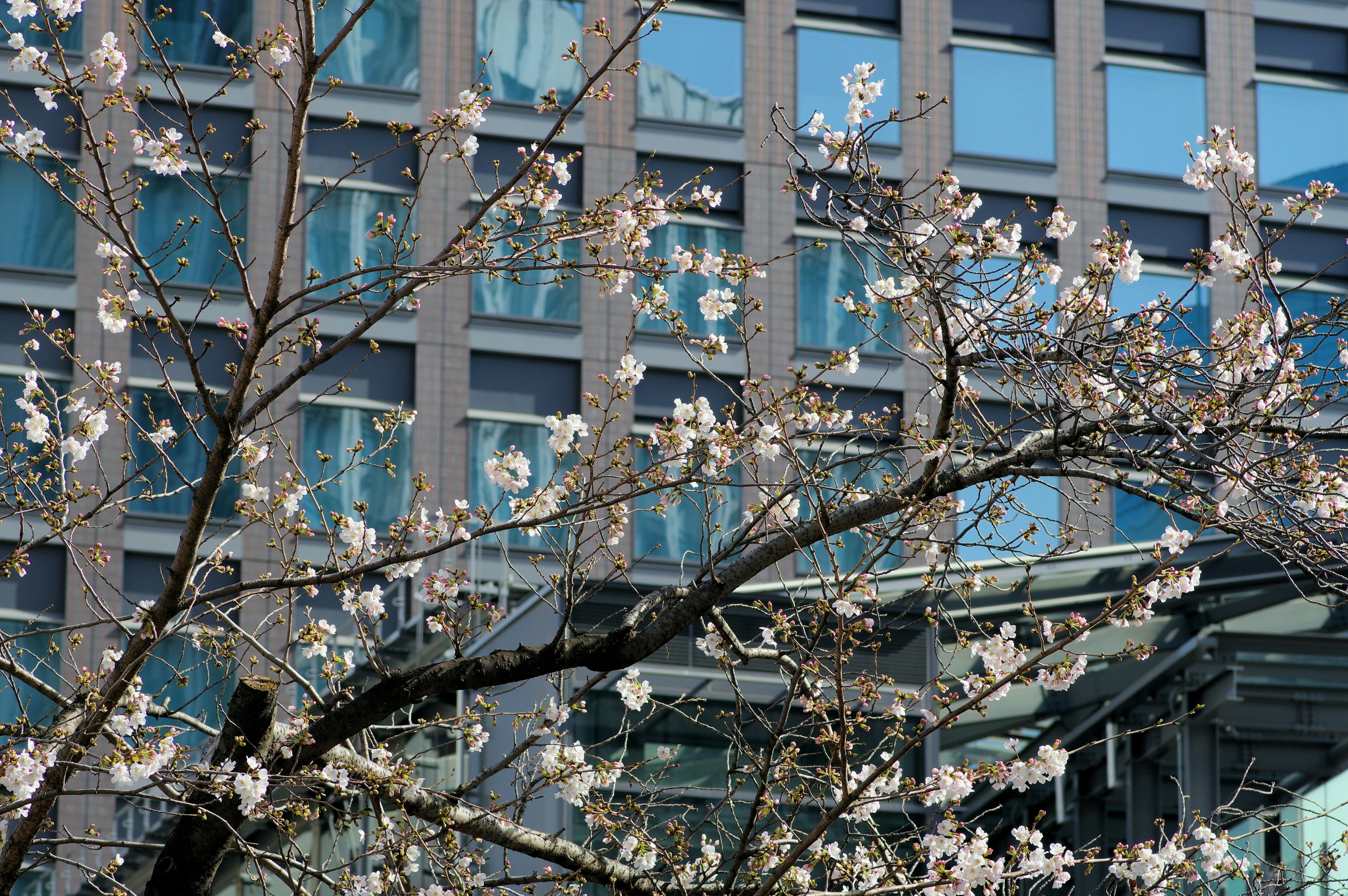 Cherry blossom tree with blooming flowers against a modern glass building