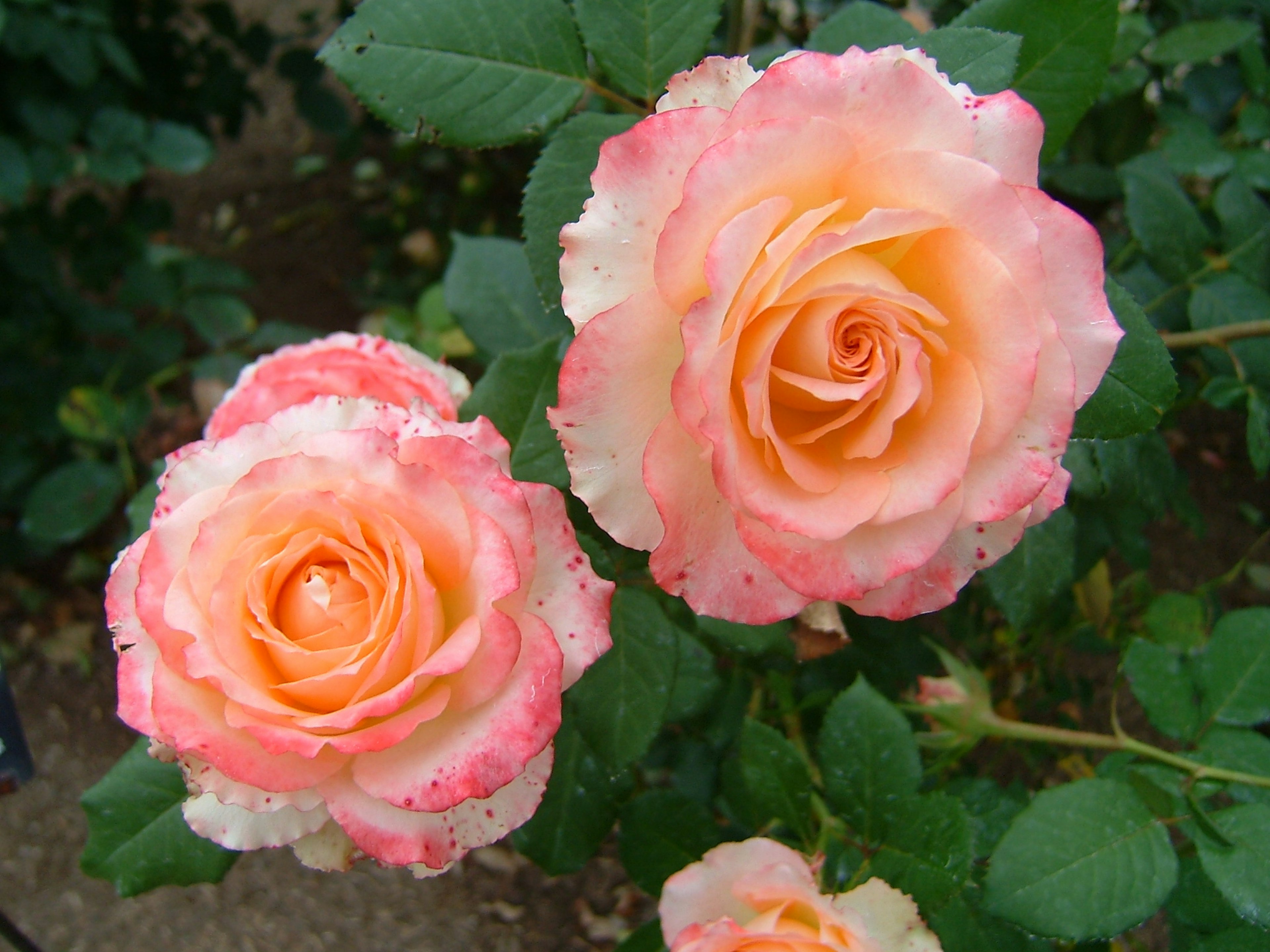 Two beautiful pink roses in bloom