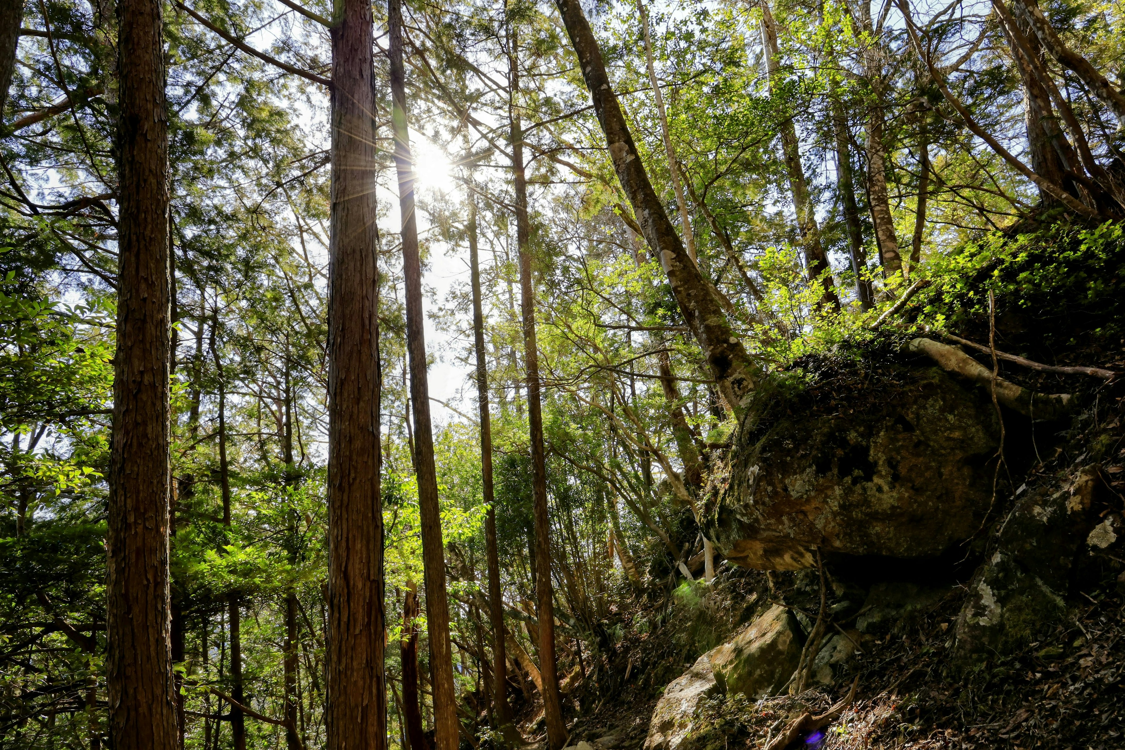 Grands arbres dans une forêt avec la lumière du soleil filtrant