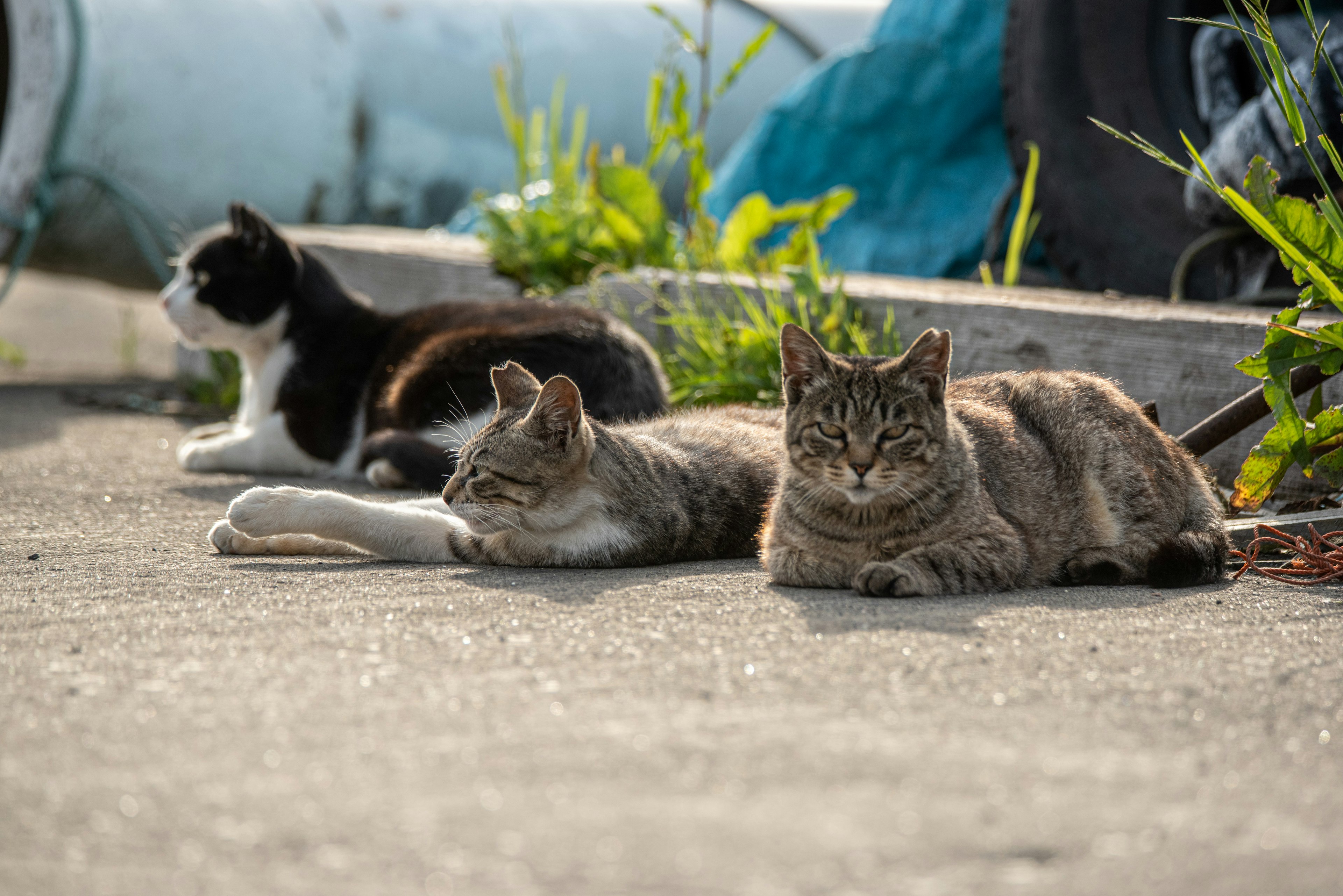 Tiga kucing berbaring di atas aspal dengan kucing hitam dan kucing tabby di dekatnya