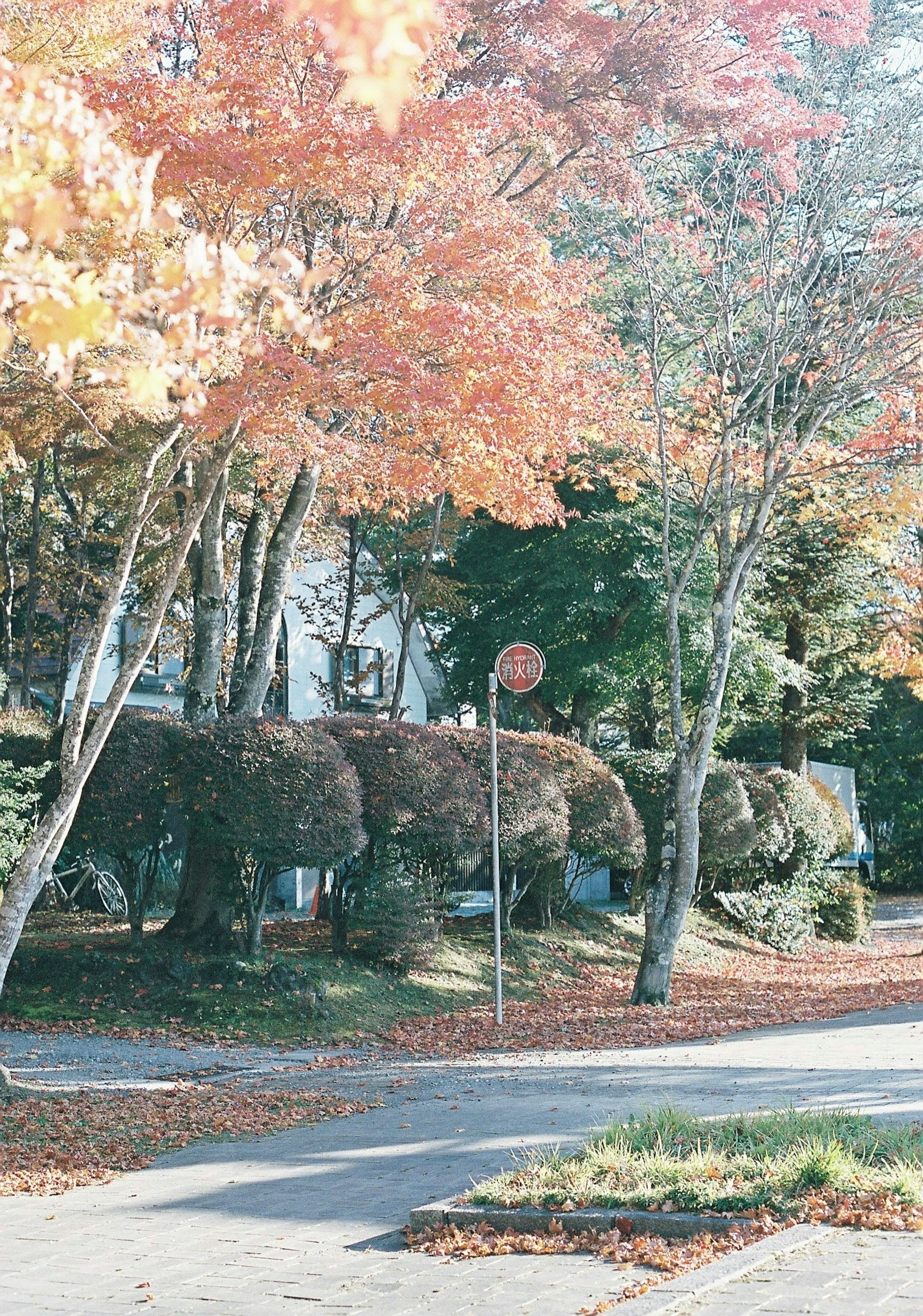 秋の紅葉の中に隠れたクマの形をした樹木と街路標識