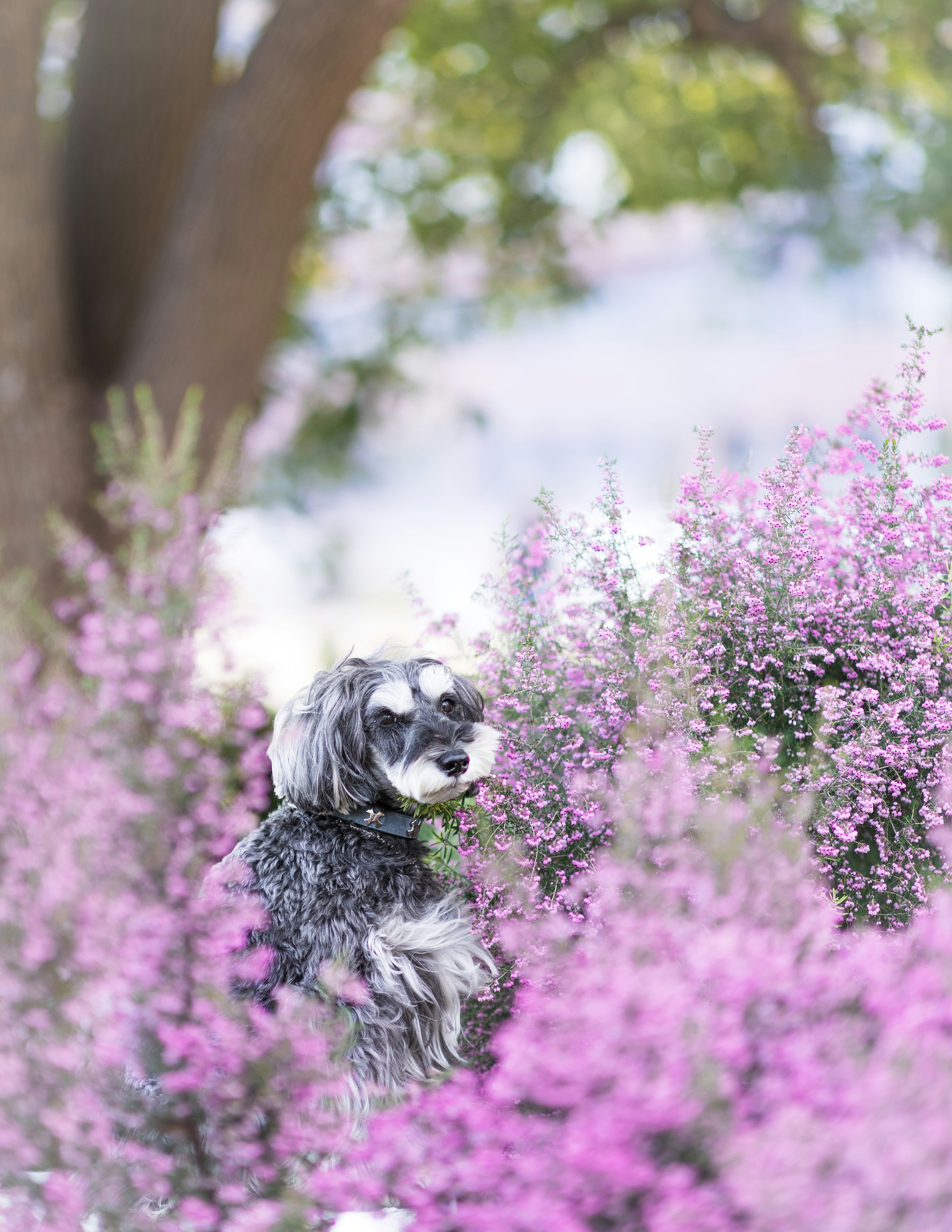 Chien parmi des fleurs roses chien adorable avec un pelage doux