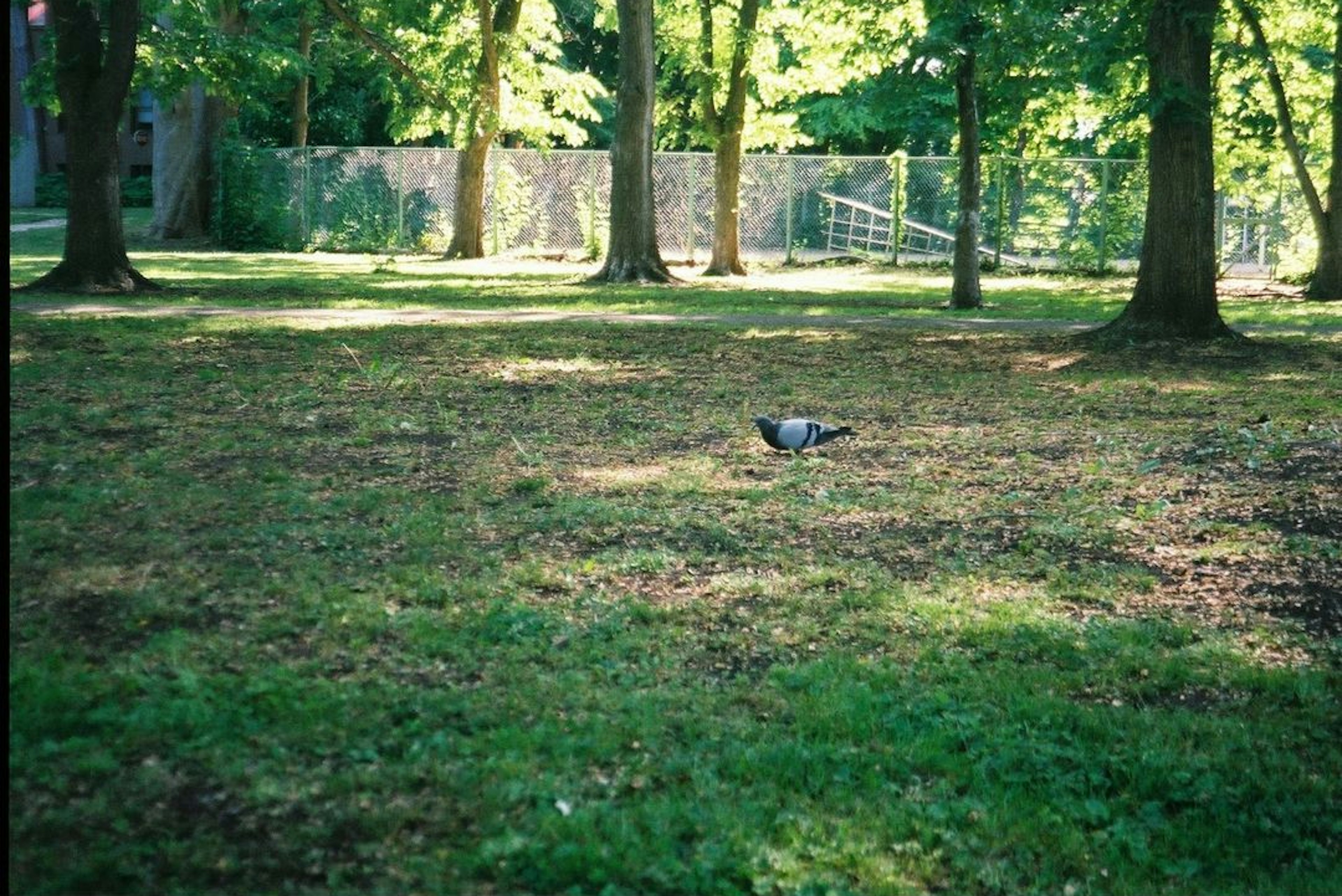 緑の草地にいる鳩と木々のある風景