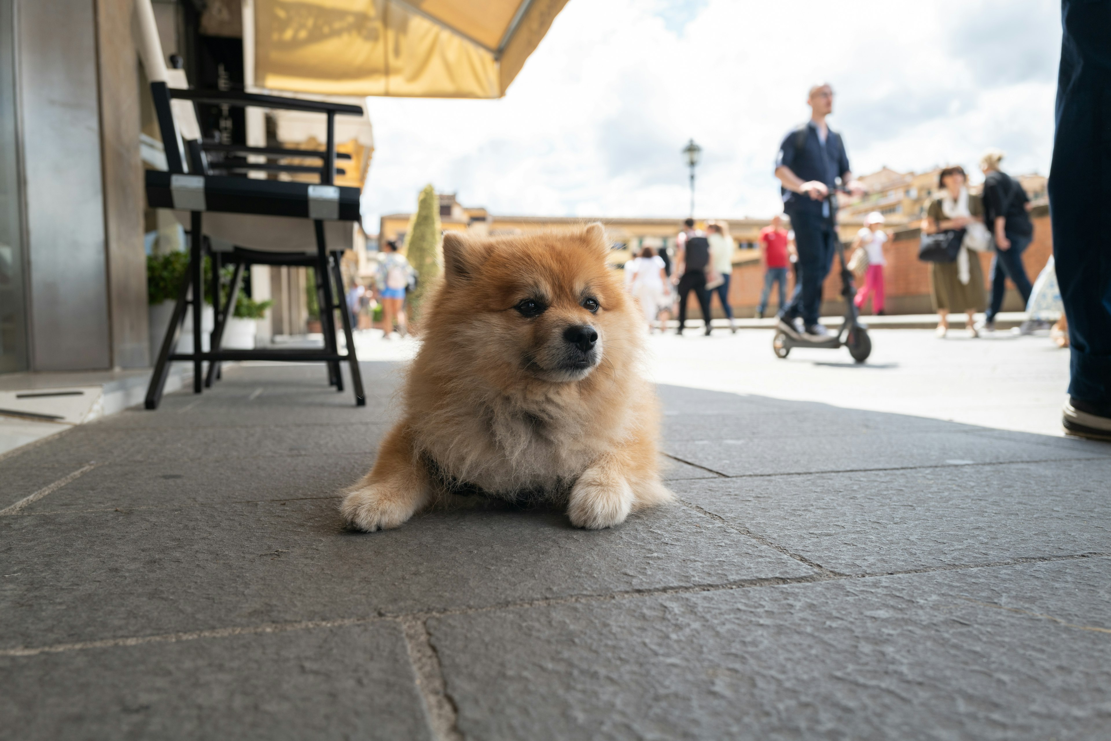 Cane Pomerania marrone sdraiato davanti a un caffè con persone che passeggiano