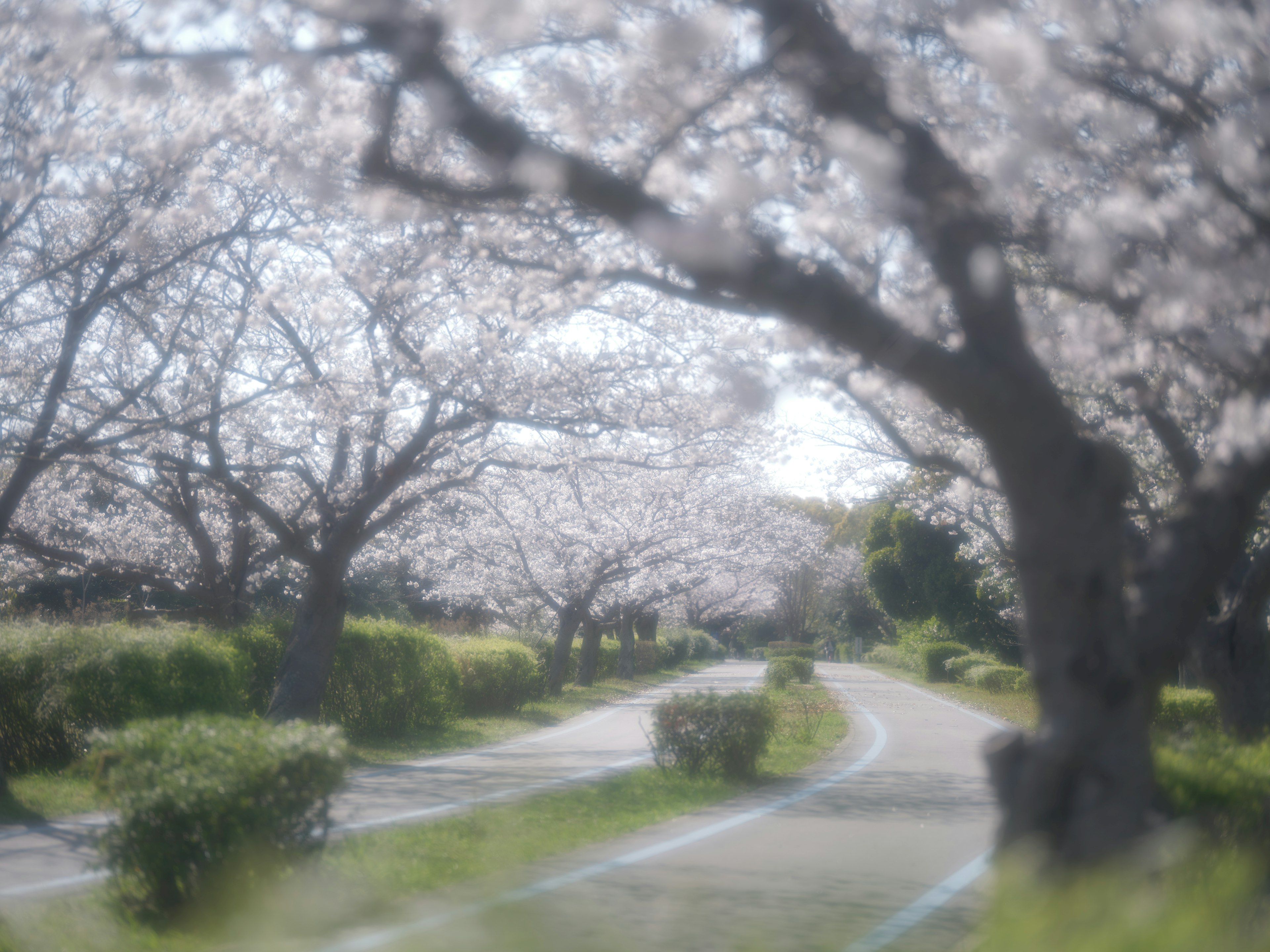 Sentier pittoresque bordé de cerisiers en fleurs