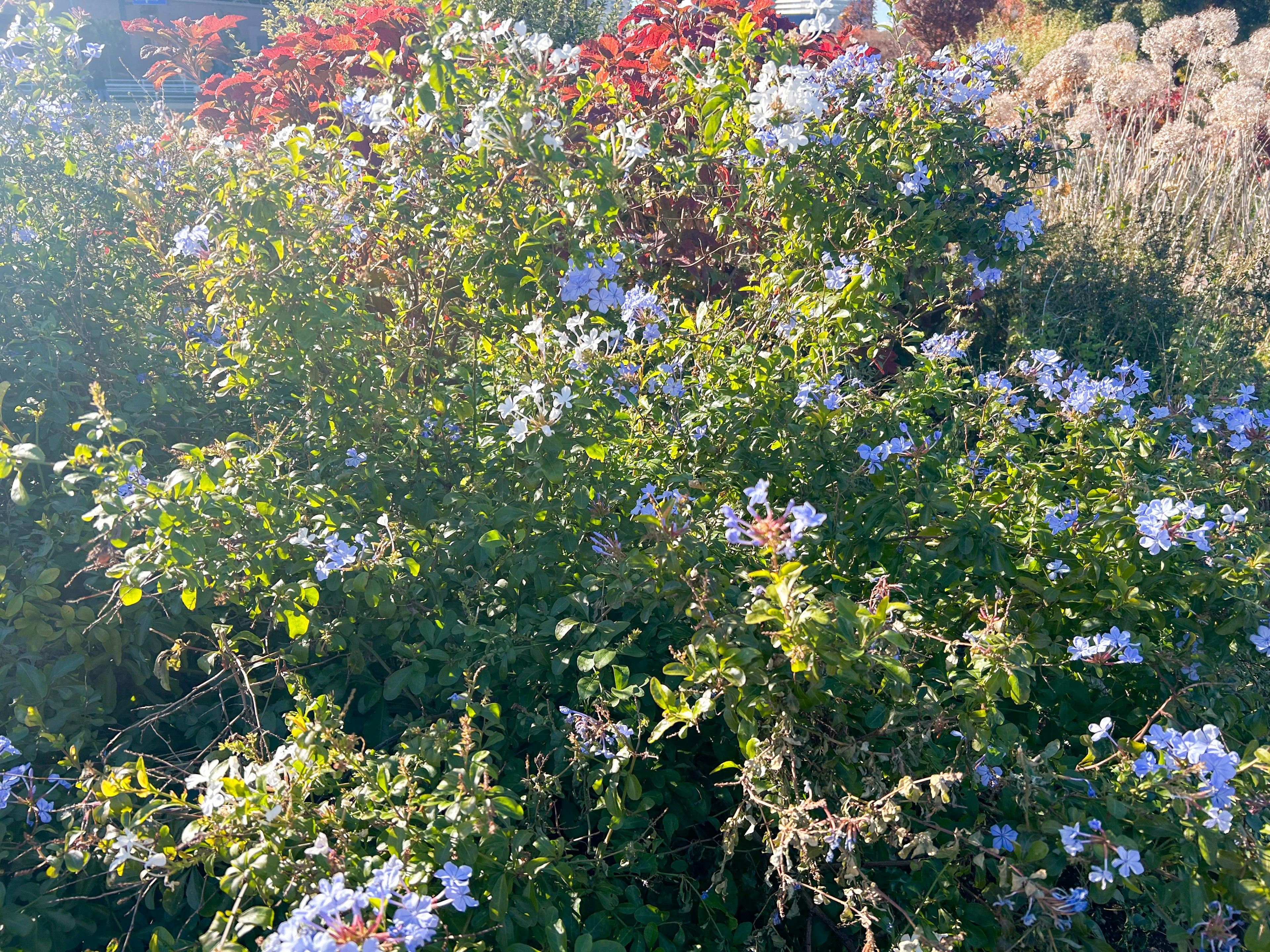 Un grupo de plantas verdes con flores azules y plantas de hojas rojas al fondo