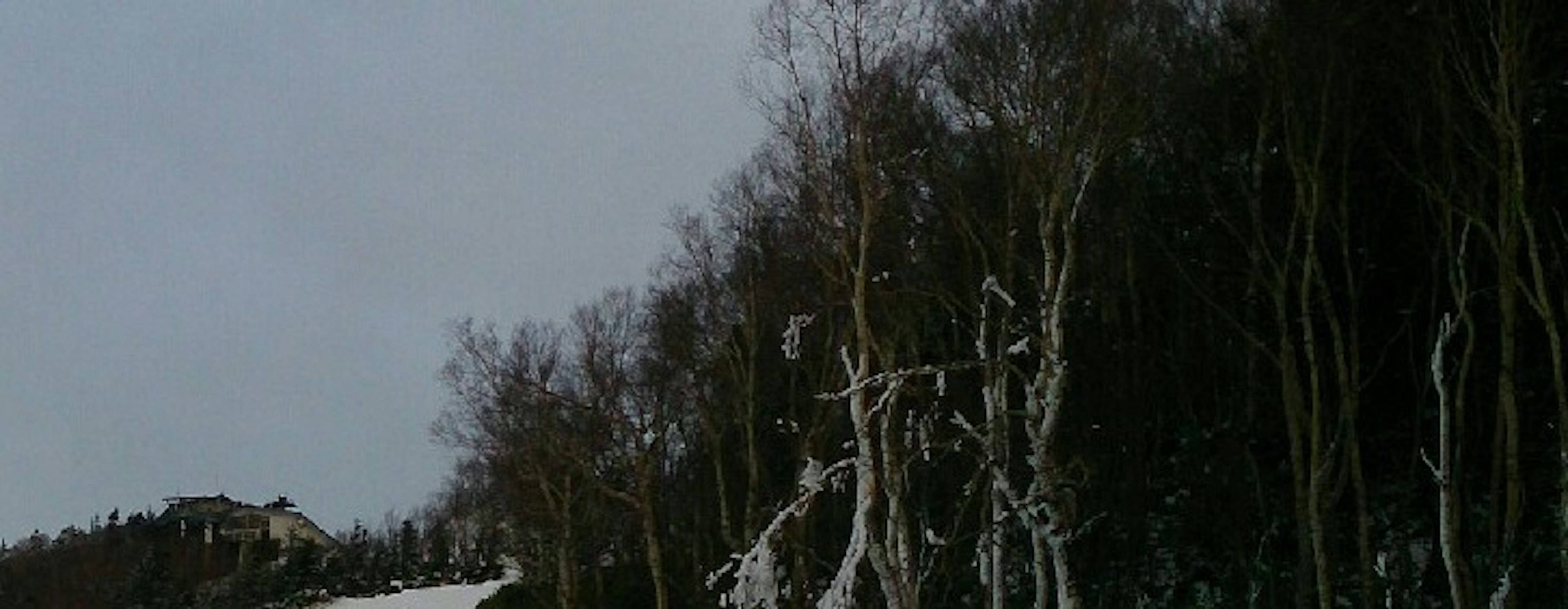 Alberi coperti di neve e sentiero innevato in un paesaggio invernale