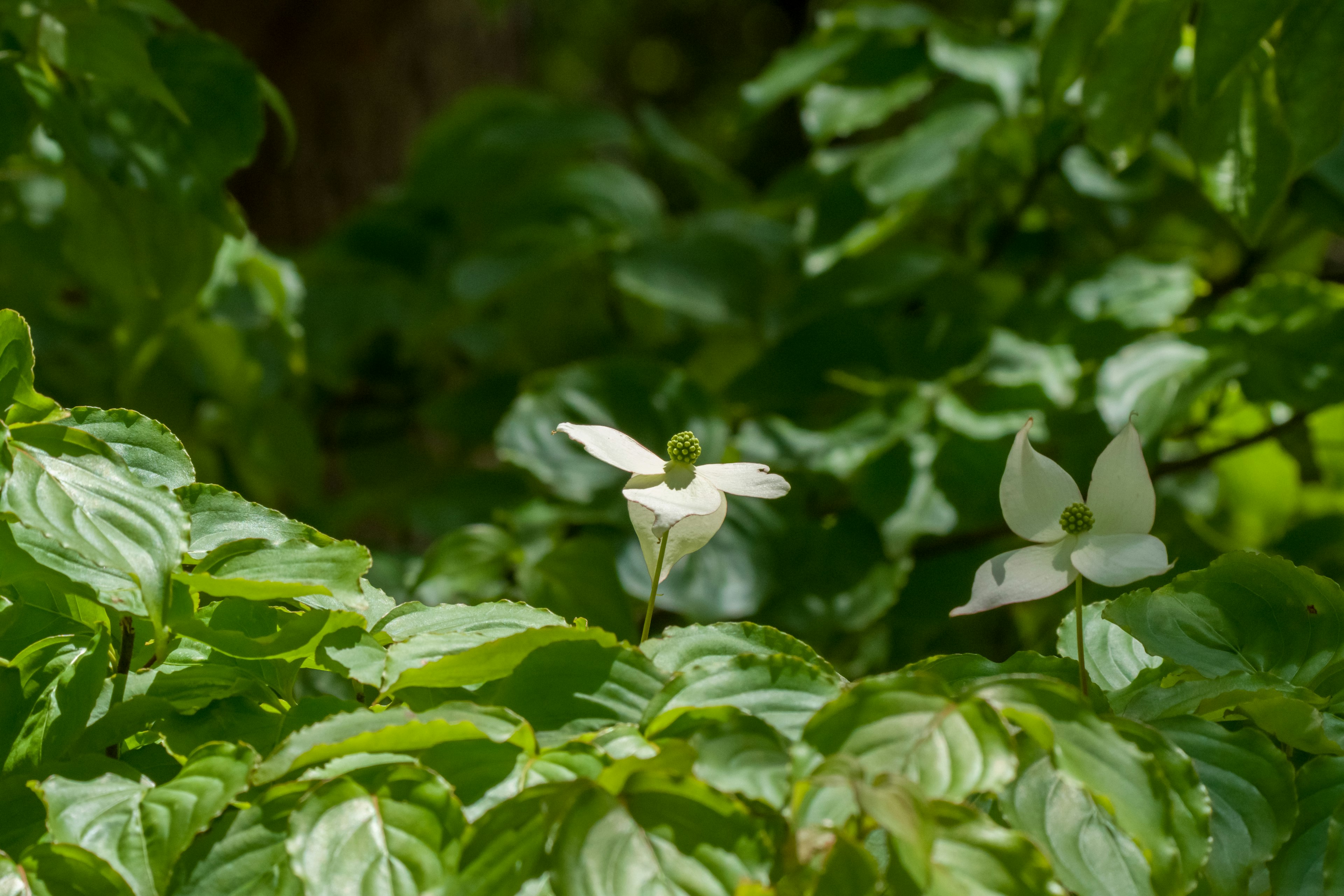 White flowers blooming among vibrant green leaves