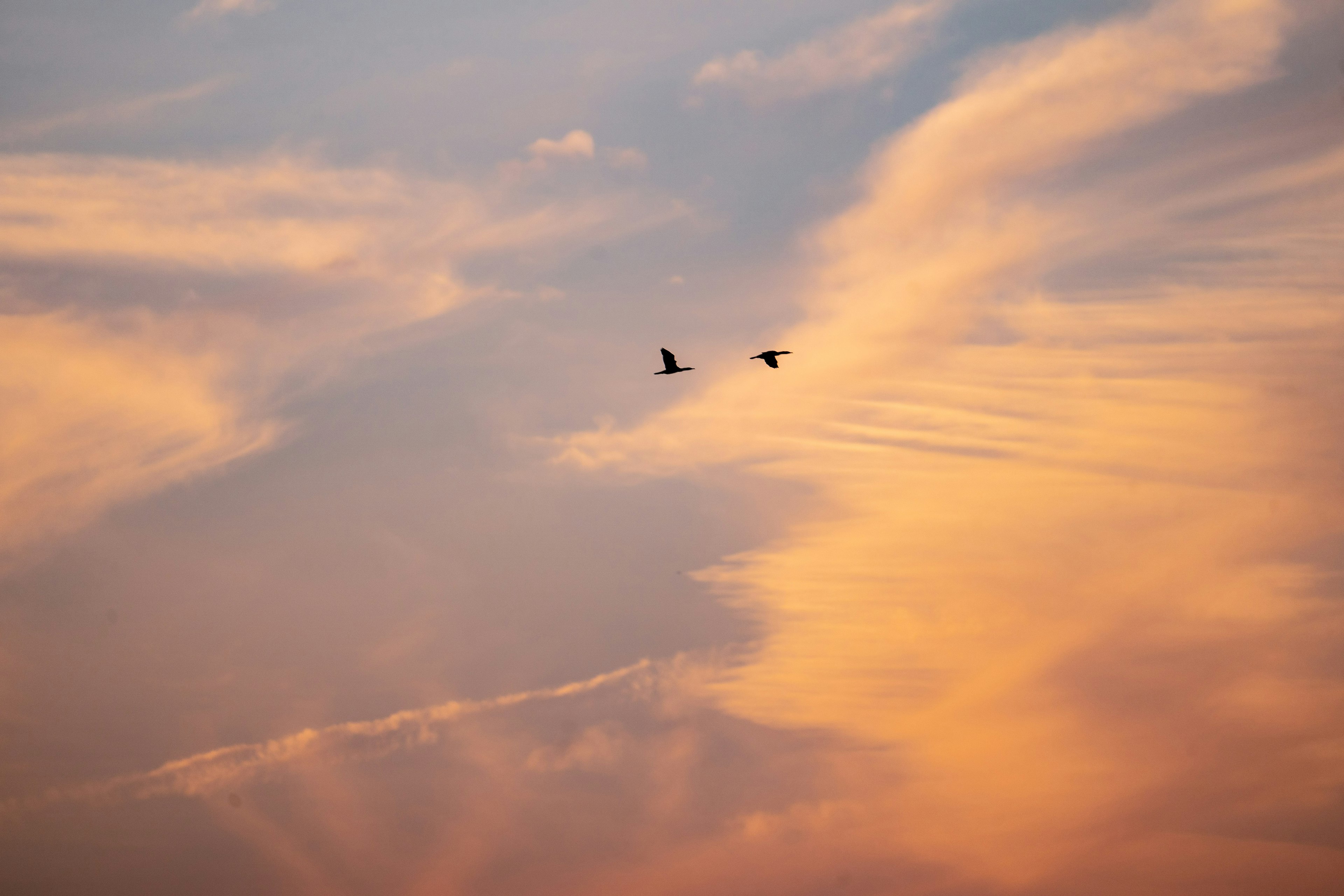 Deux oiseaux volant dans un ciel de coucher de soleil