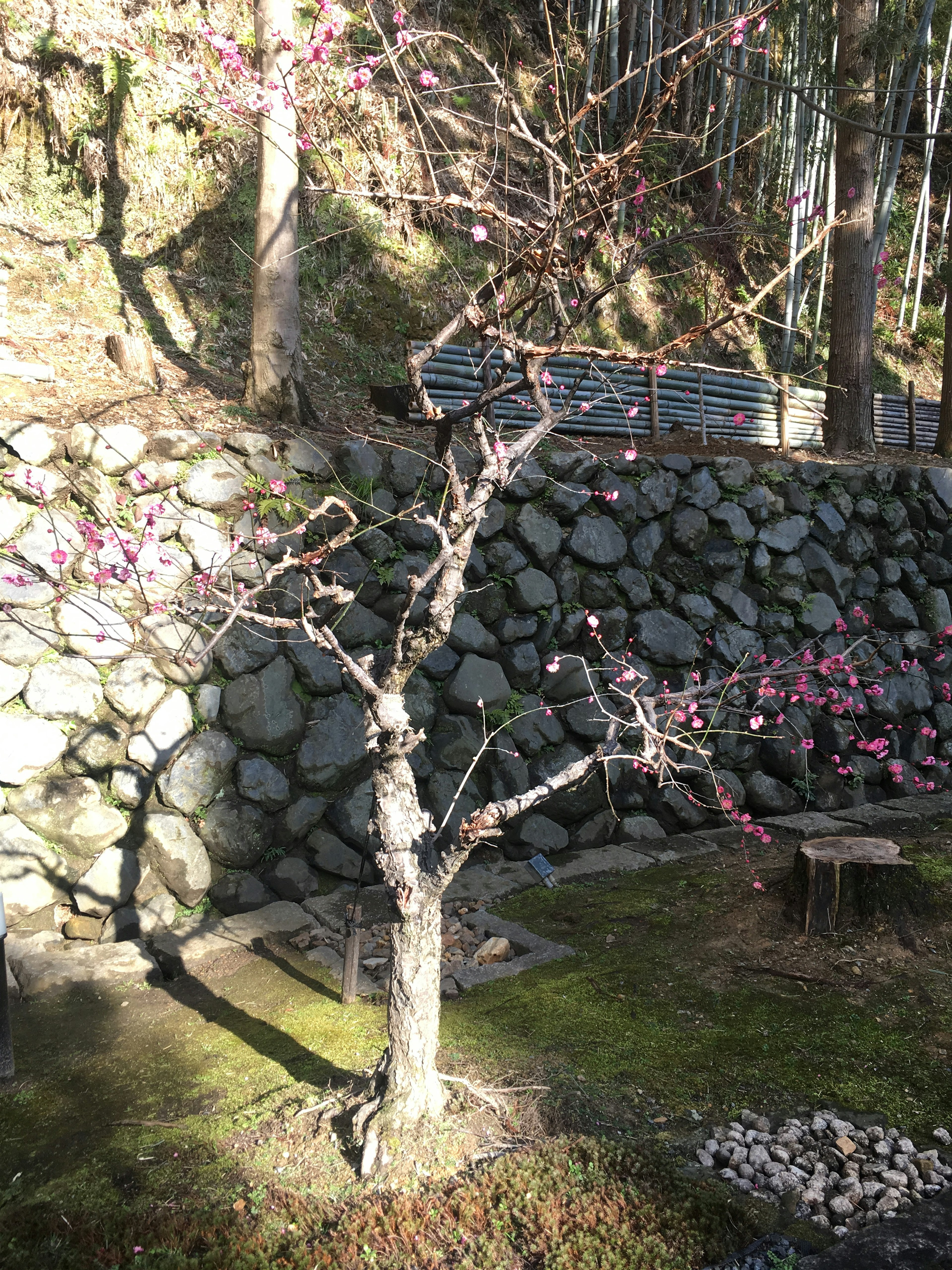 枝に花を咲かせた桜の木と石の壁がある風景