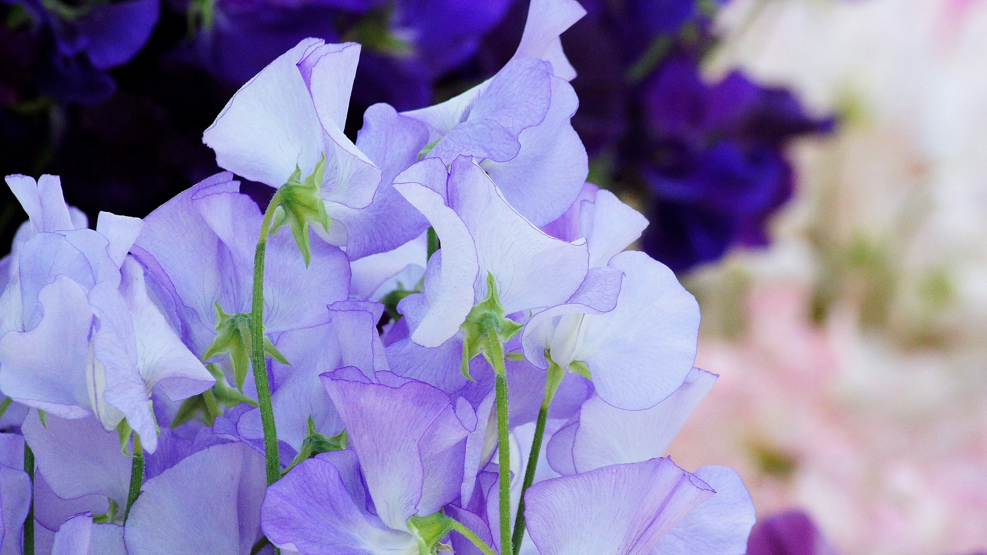 淡い紫色のスイートピーの花が集まっている美しい画像