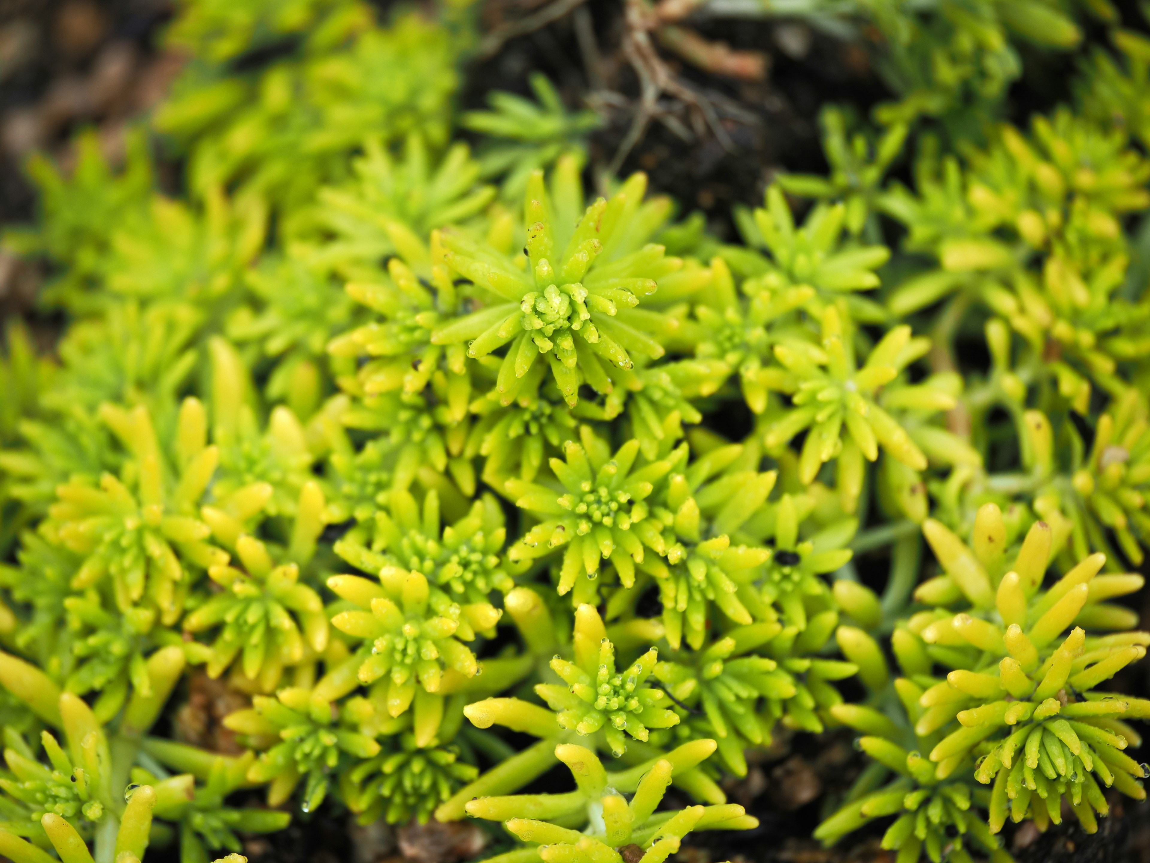 Plantas suculentas verdes densas con hojas vibrantes