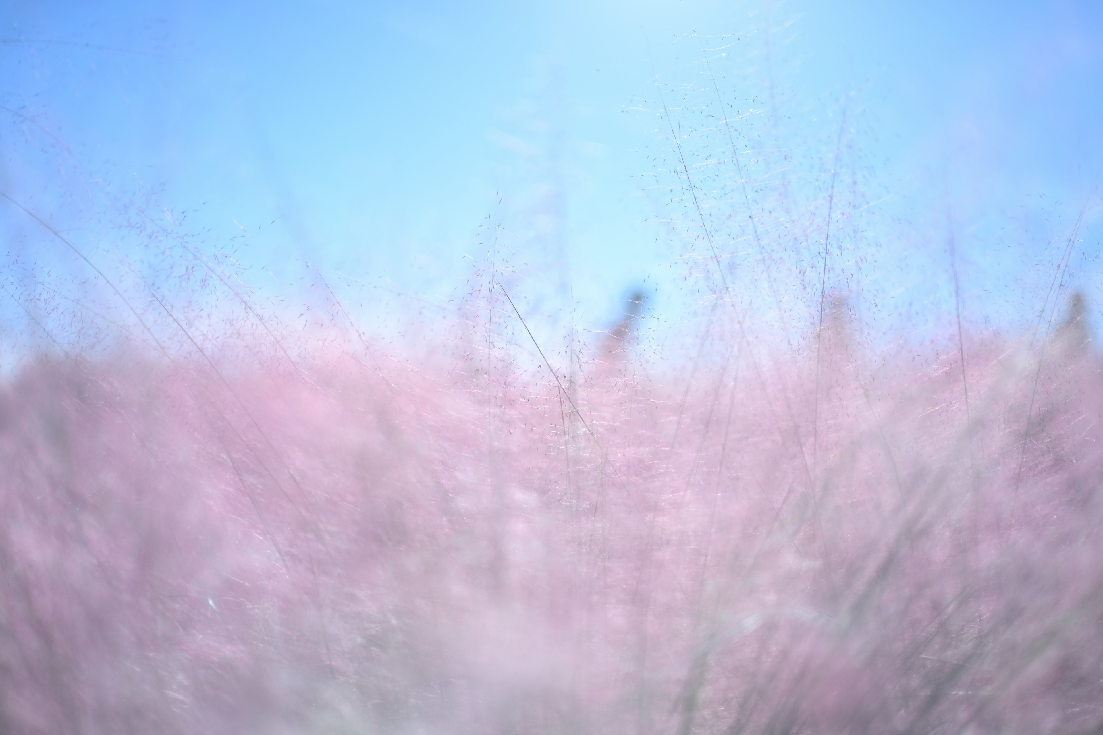 Ein sanft rosa Feld unter einem klaren blauen Himmel