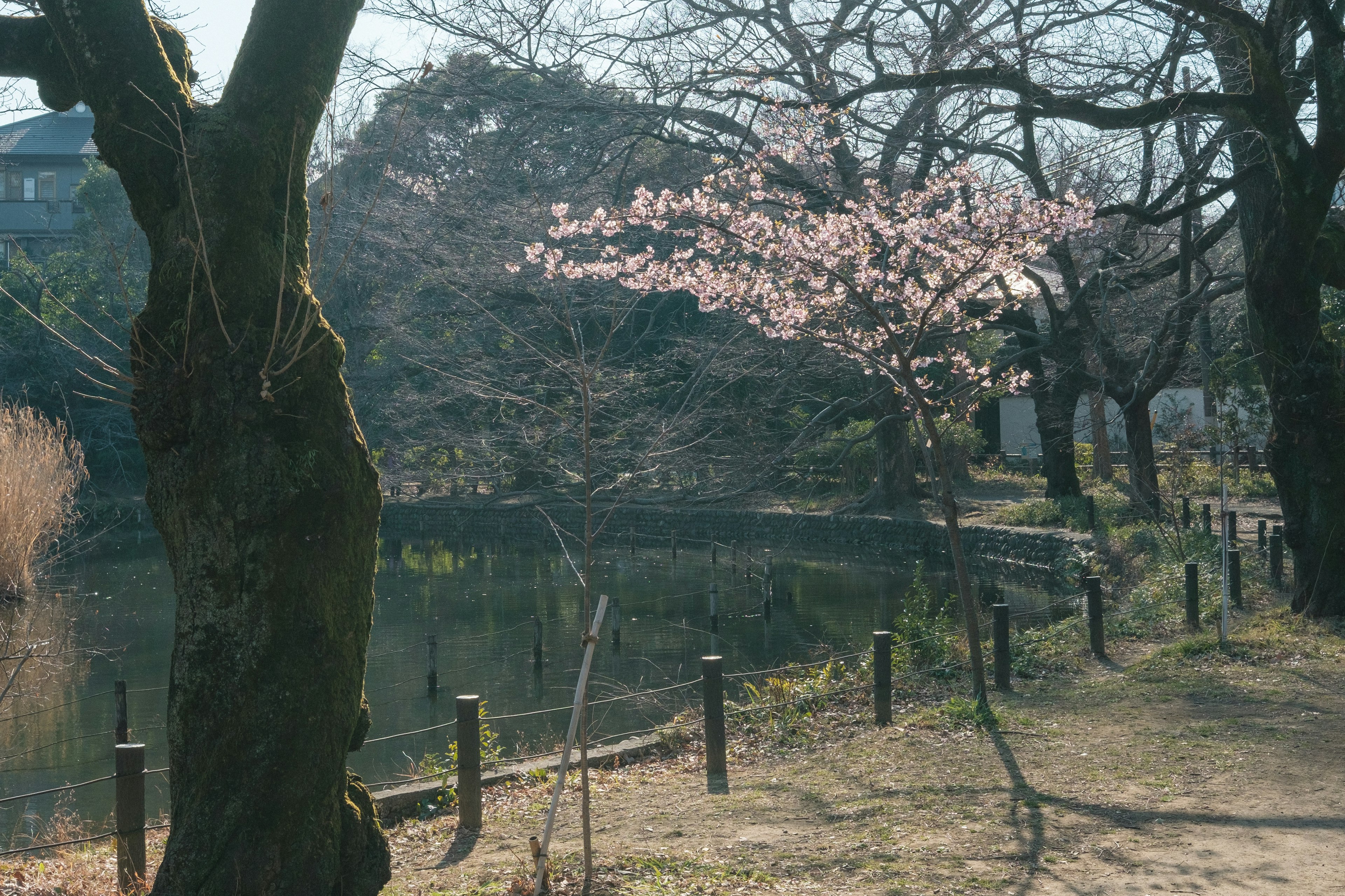 公園の桜の木と池の風景