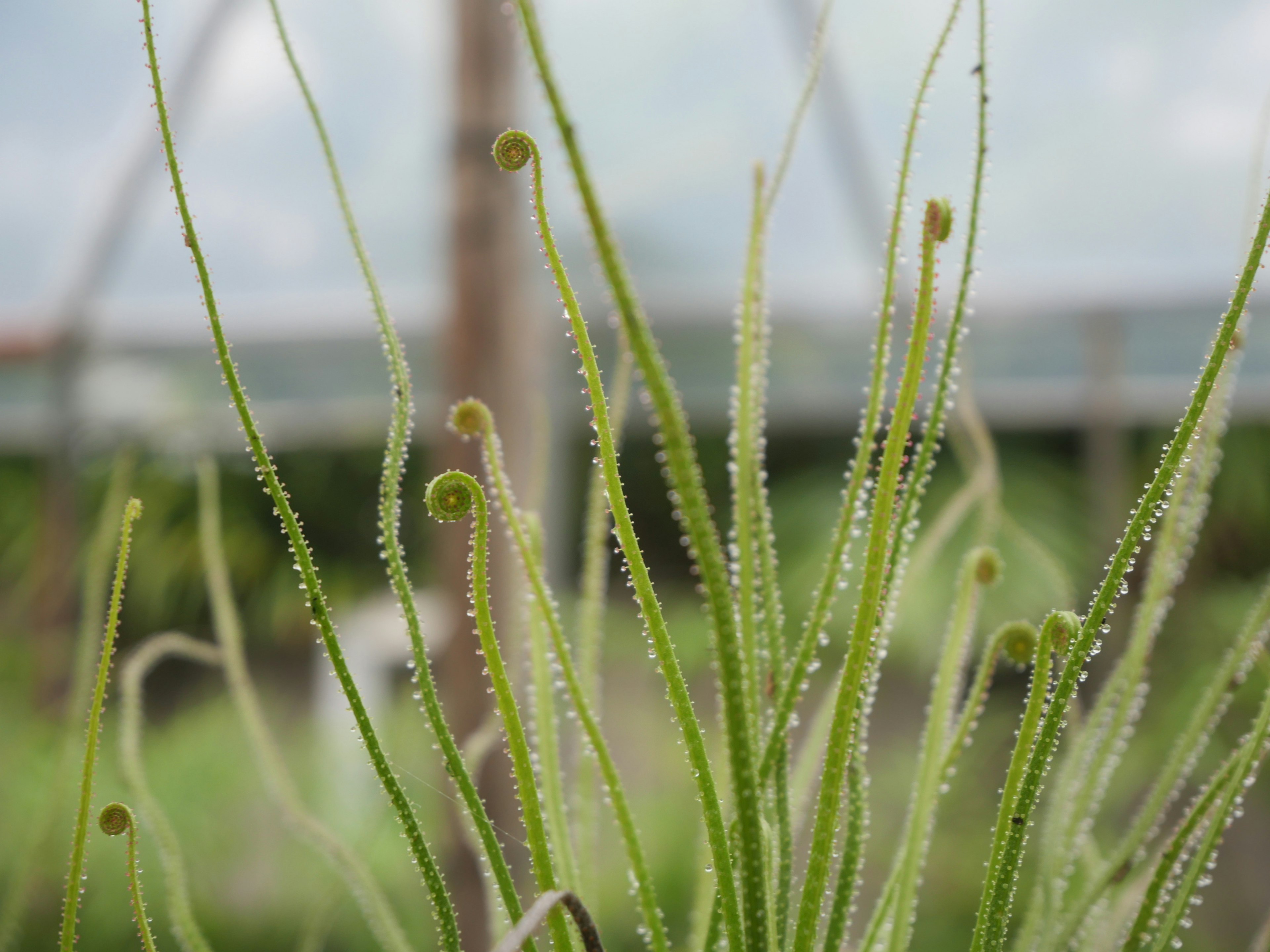 緑色の細長い植物が生えている画像で、透明な水滴がついている