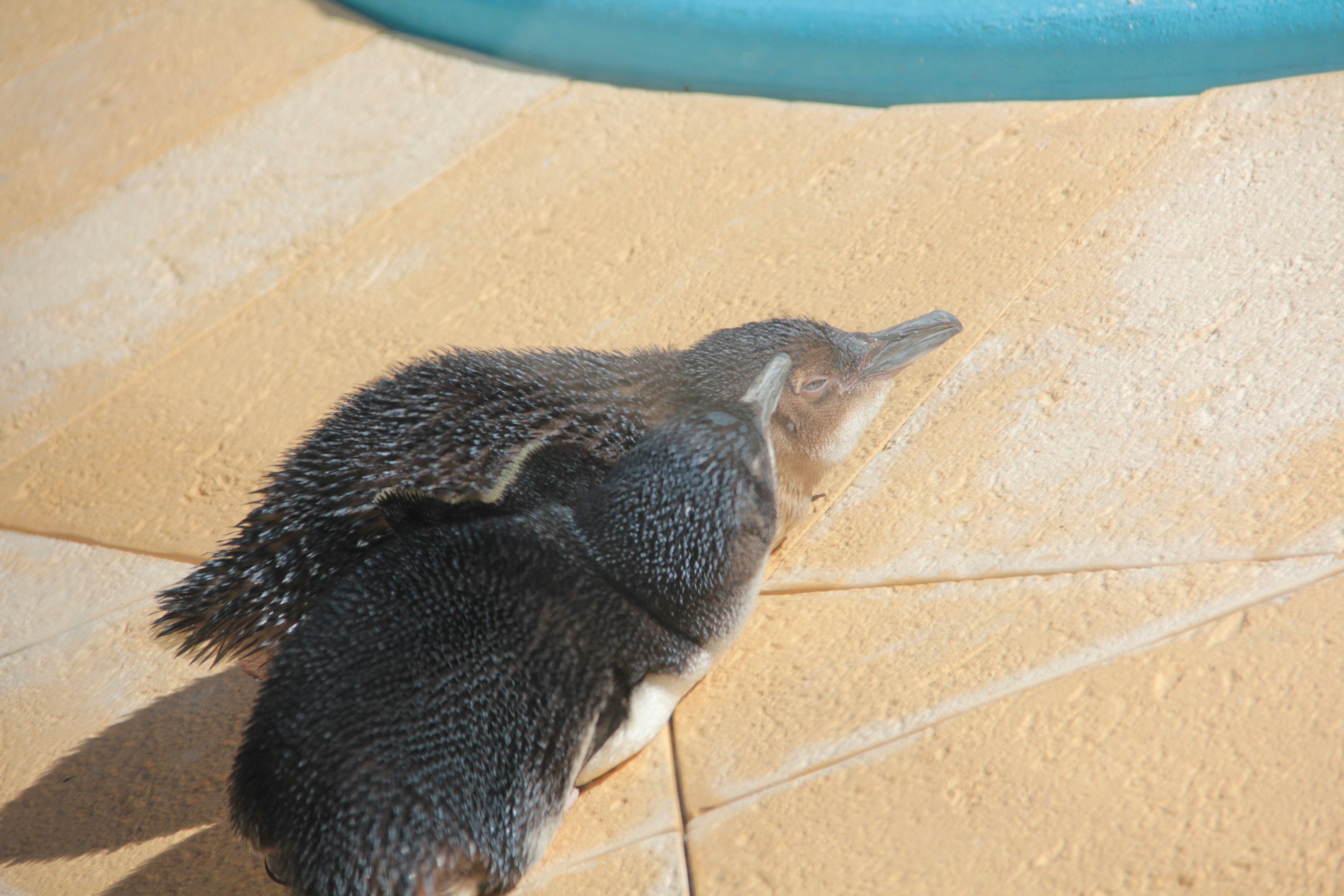 Dos pingüinos de pie sobre una superficie de baldosas cerca del agua